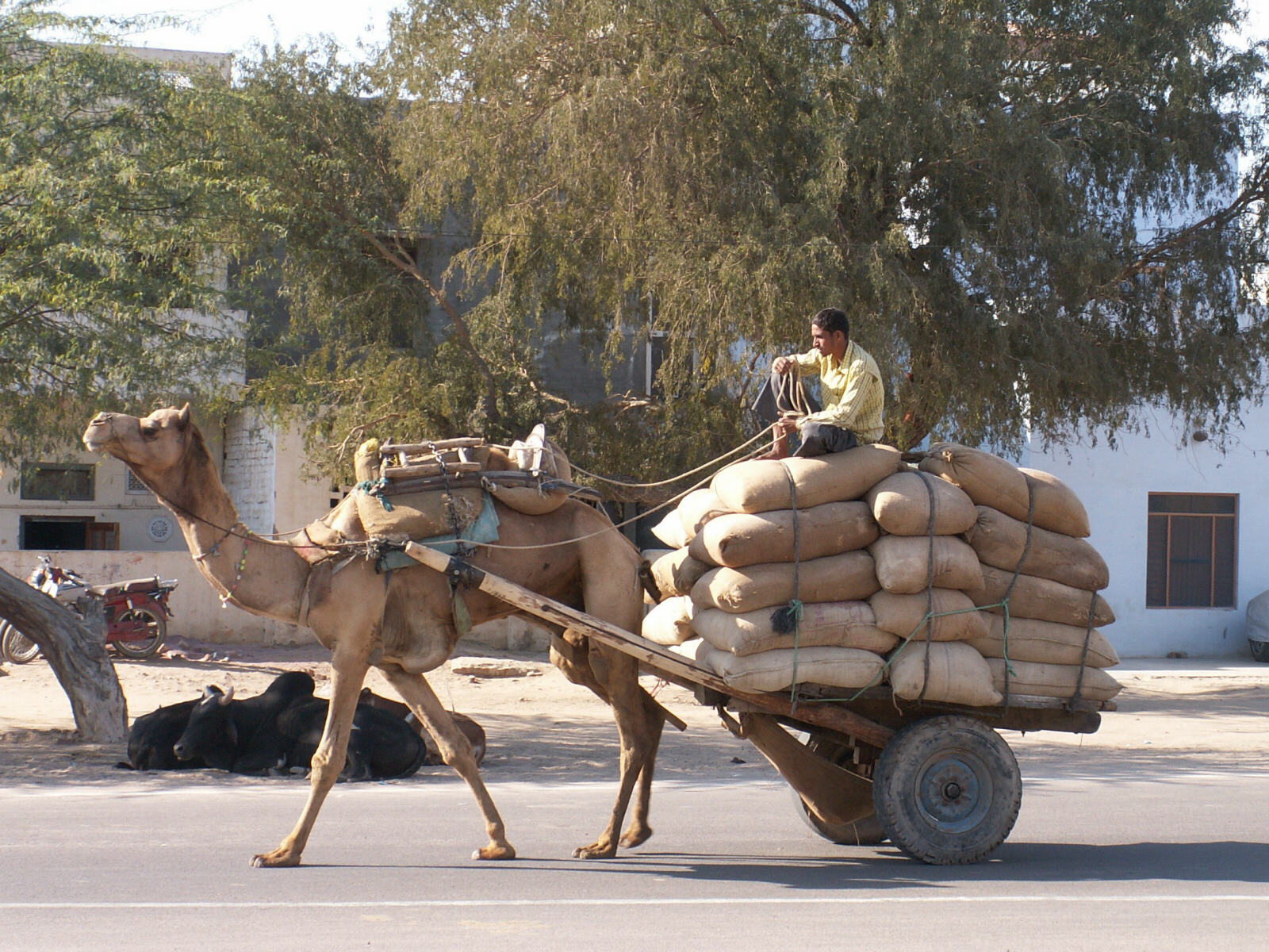 A camel cart in a street in Bikaner, Rajasthan