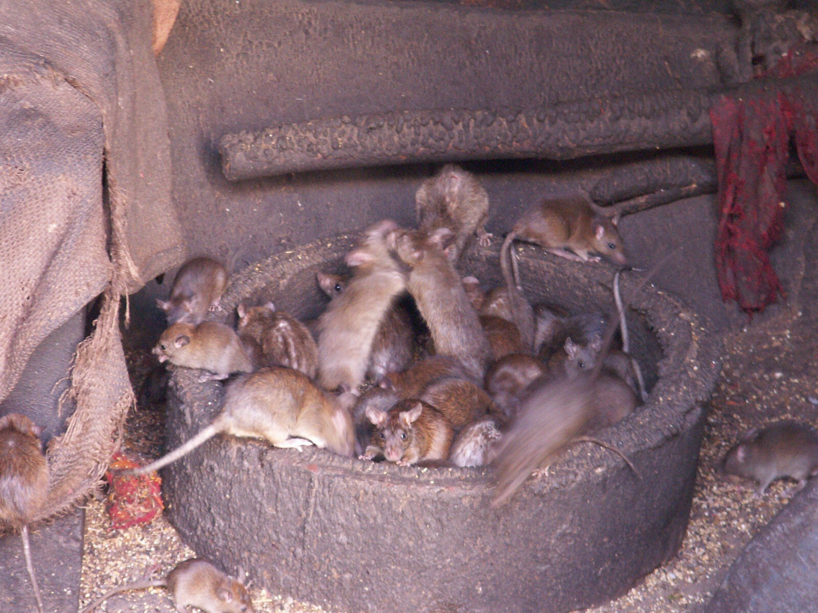In the Temple of the Rats near Bikaner, Rajasthan