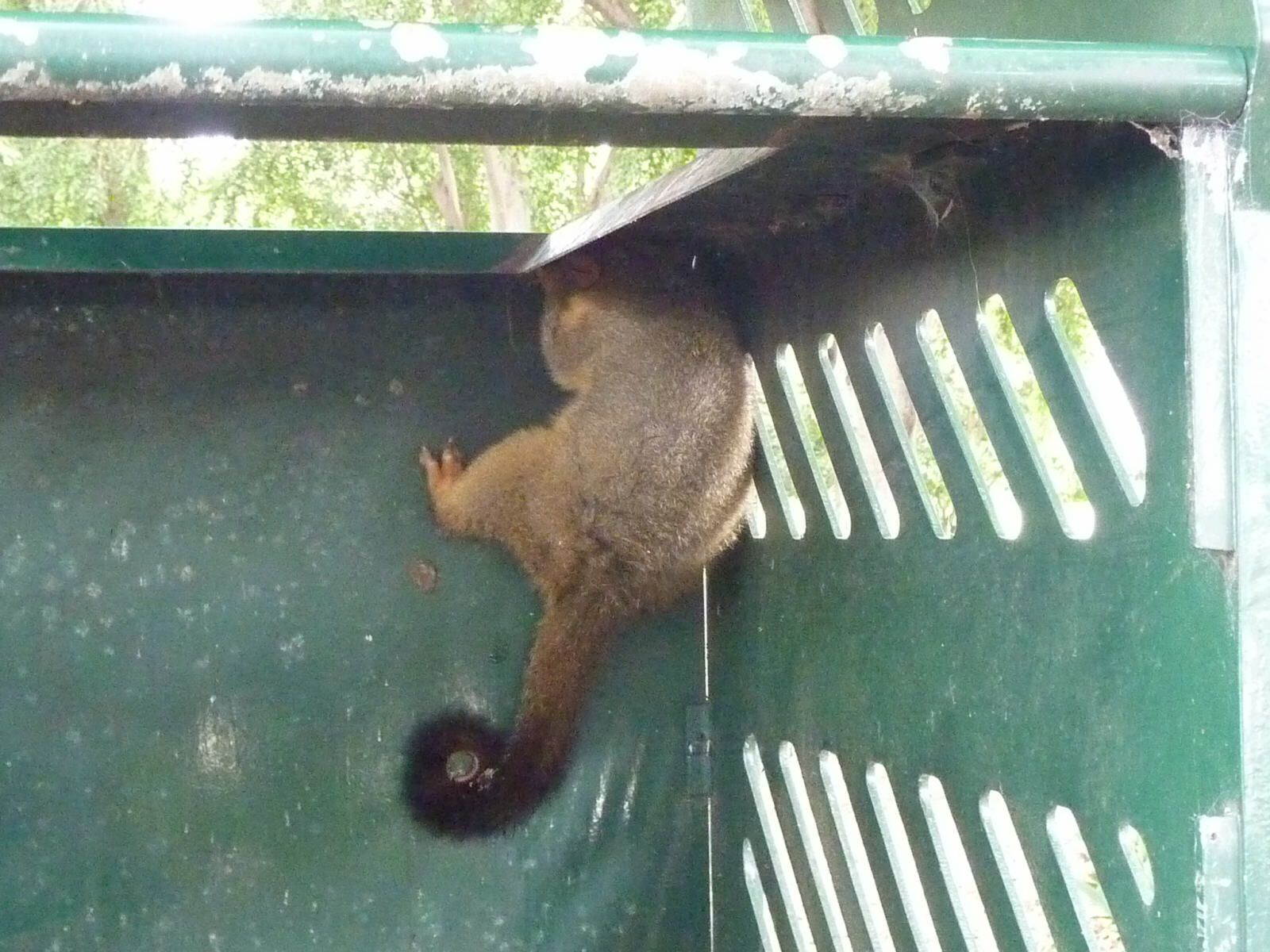 A possum in a rubbish bin in the Botanical Gardens, Brisbane