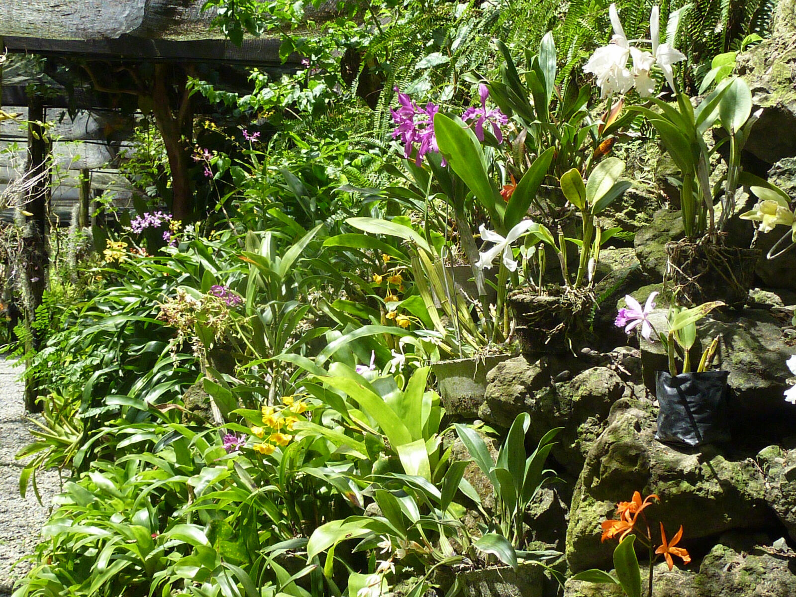 The Garden of the Sleeping Giant near Nadi, Fiji