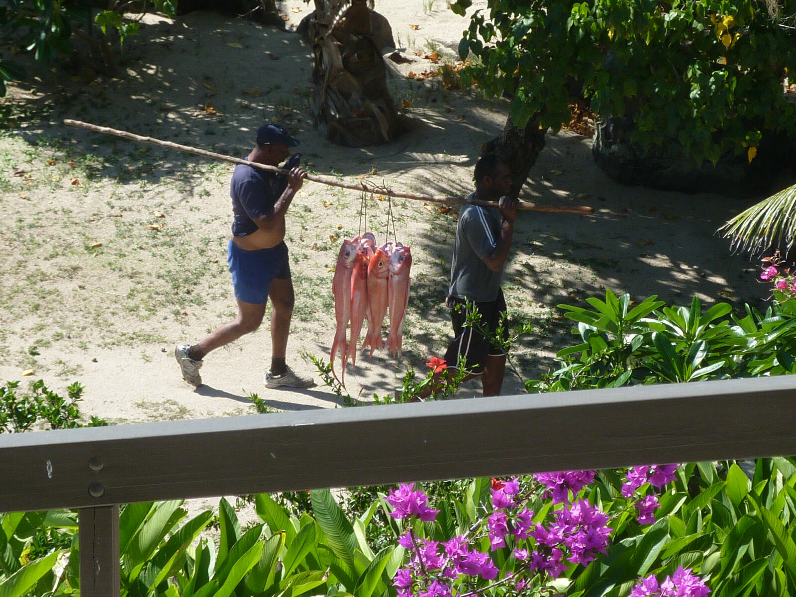 Freshly-caught red snapper at Volivoli Beach Resort, Fiji