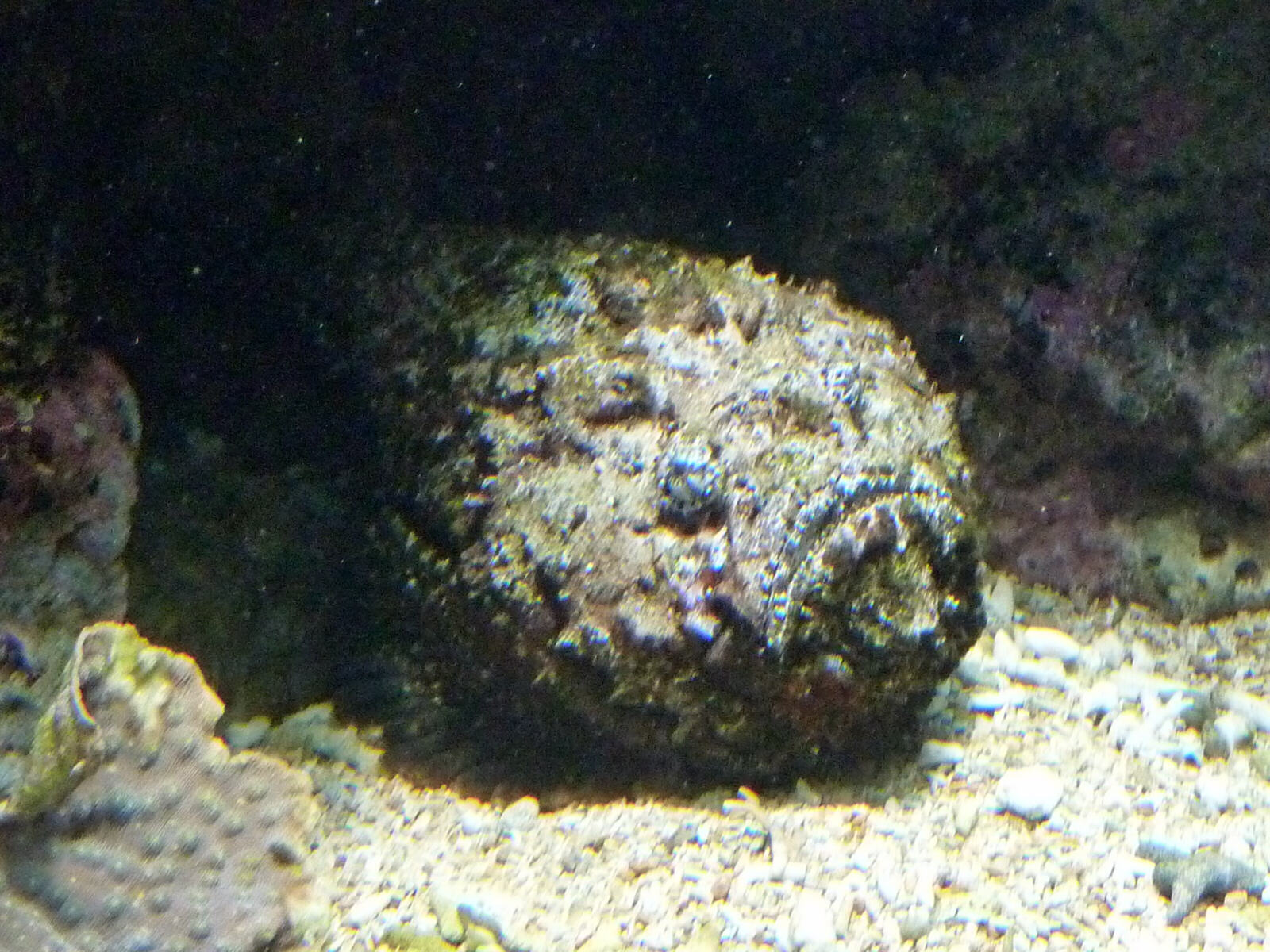 A stone fish in the aquarium at Noumea, New Caledonia