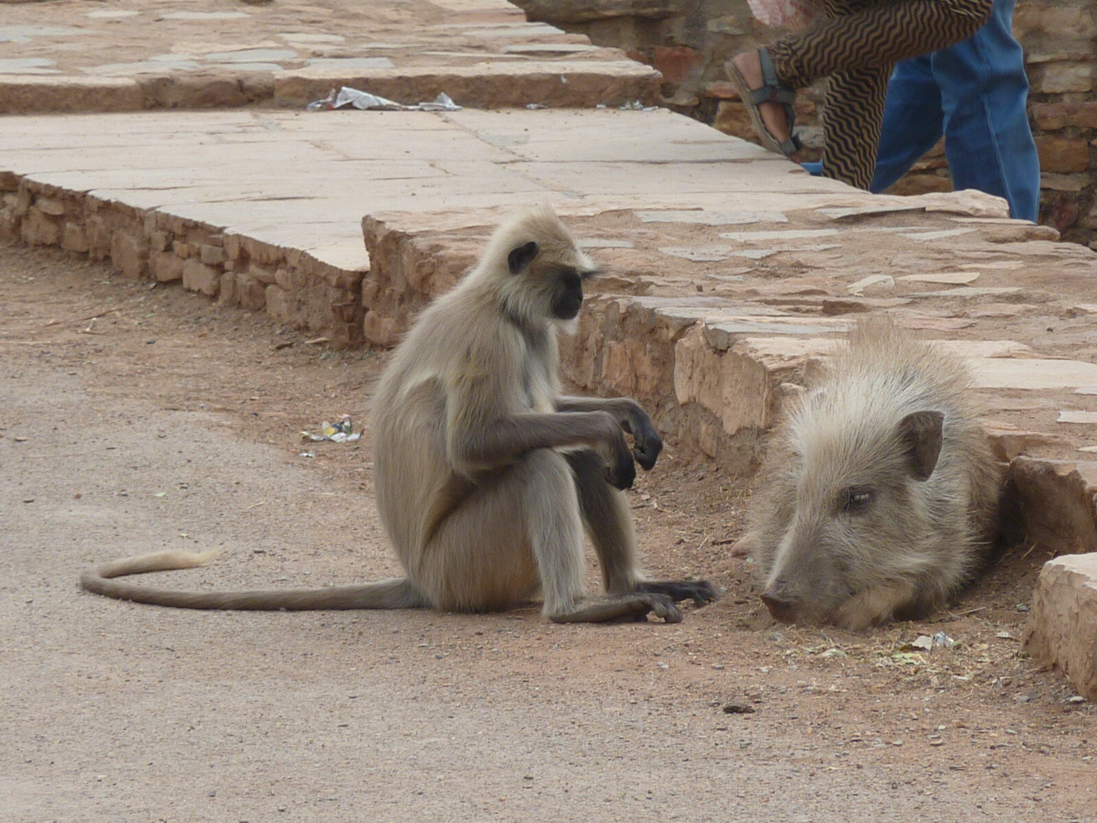 A monkey and a pig in the fort at Chittorgarh, India
