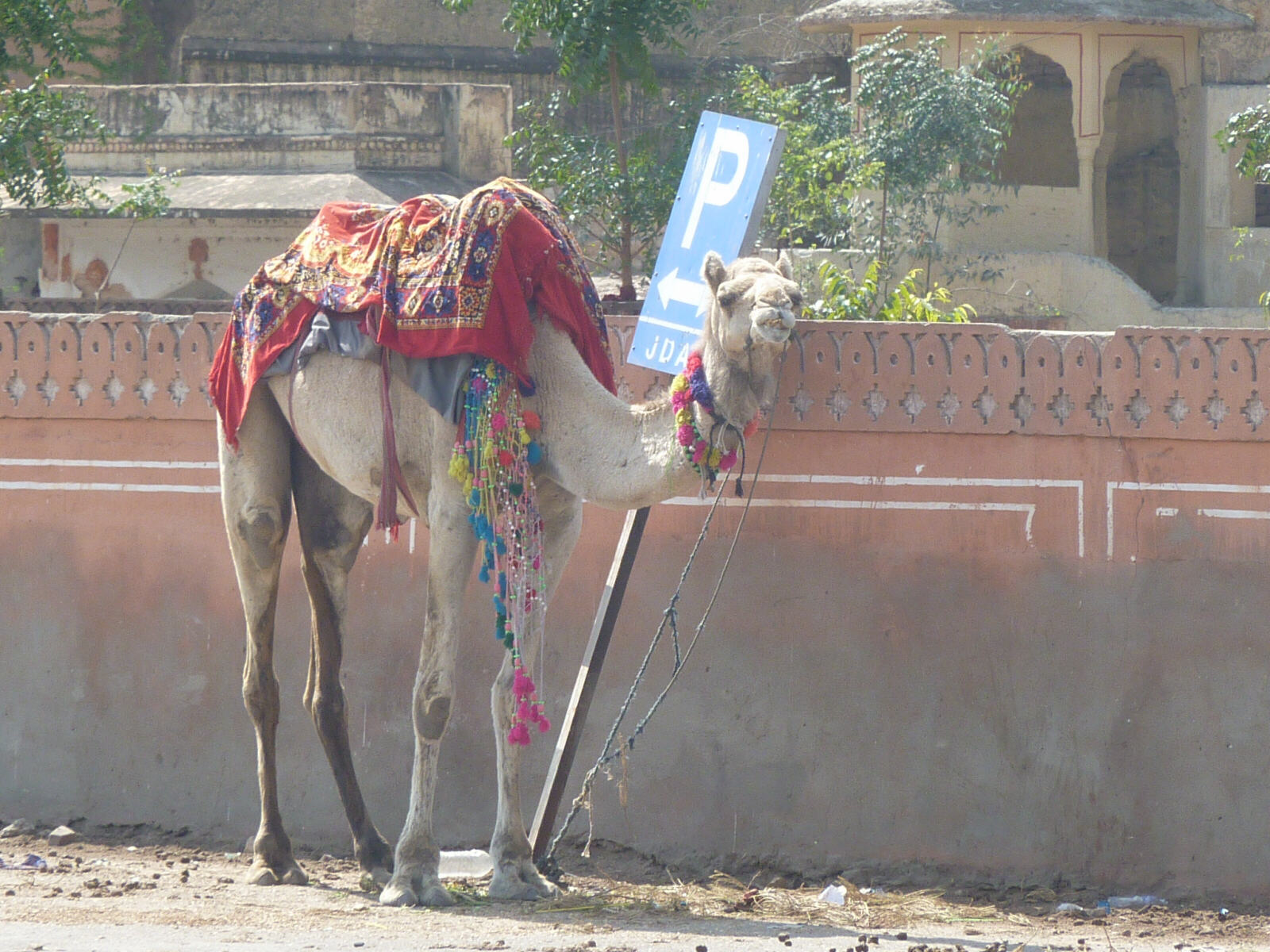 A camel parking rank in Jaipur, Rajasthan
