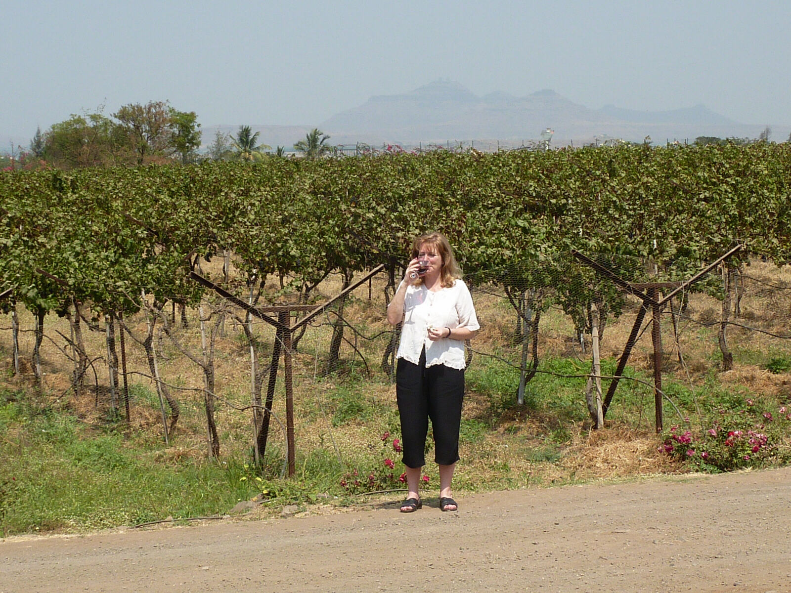 In Sula vineyard near Nasik, India