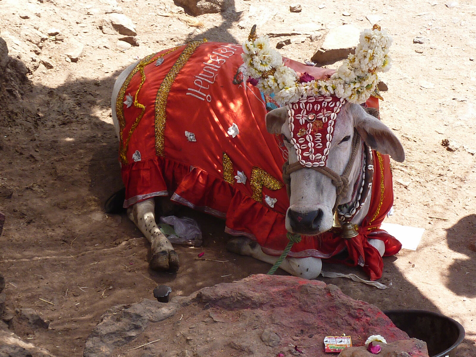 A dressed-up sacred cow in Pavagadh, Champaner, India