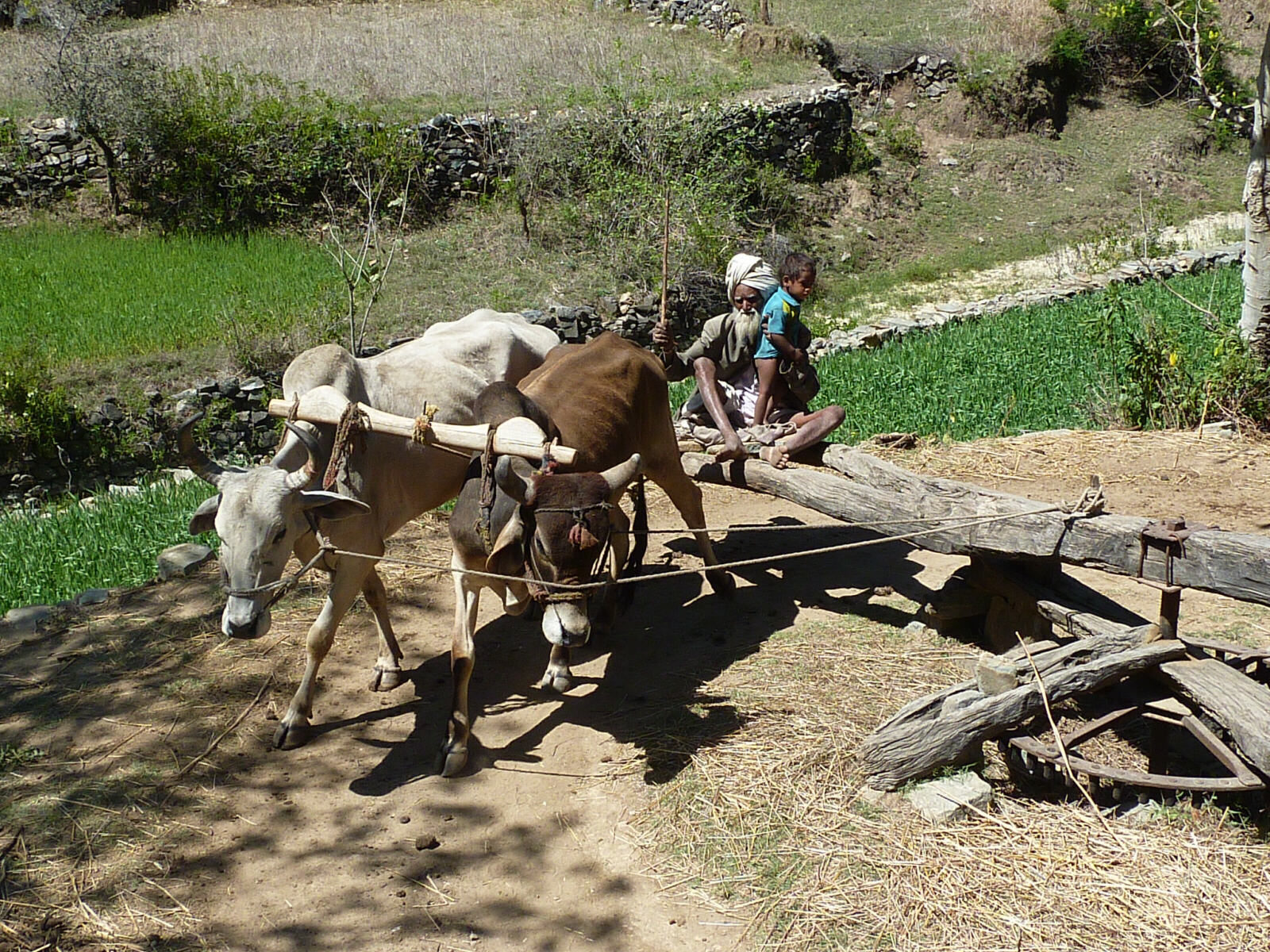 An ox-driven waterwheel near Ranakpur, Rajasthan, India