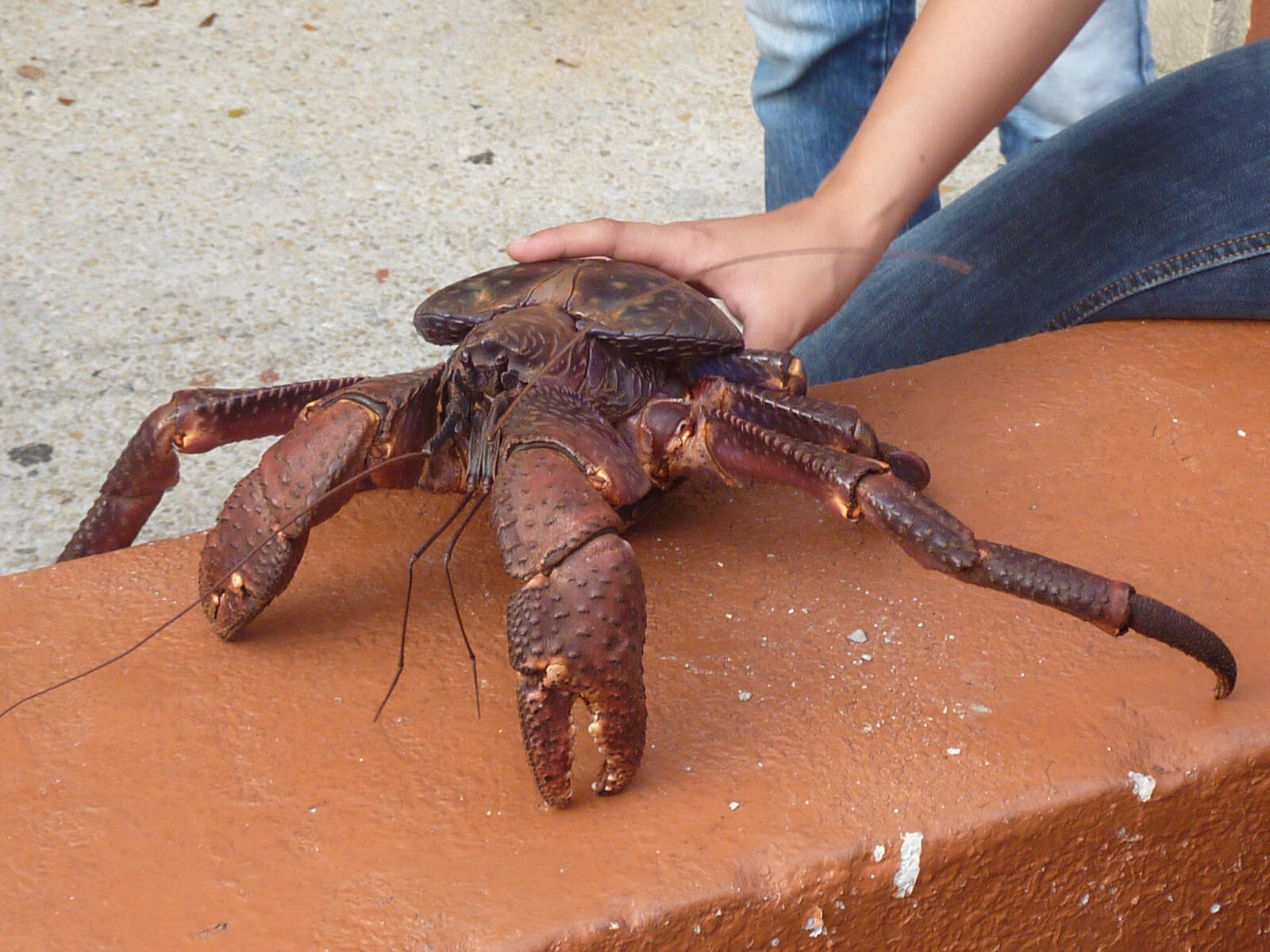 A Coconut crab at Chamorro Village in Guam
