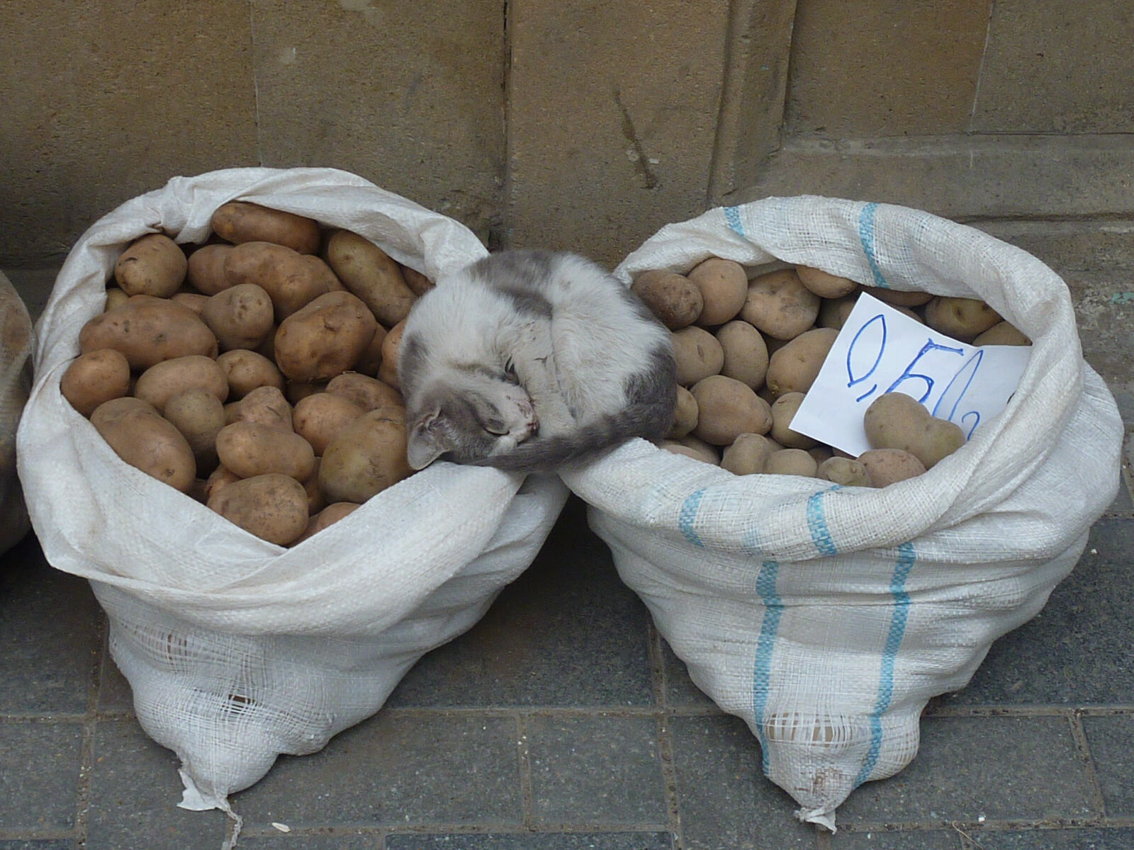 A cat relaxing after a hard day's shopkeeping, Baku, Azerbaijan