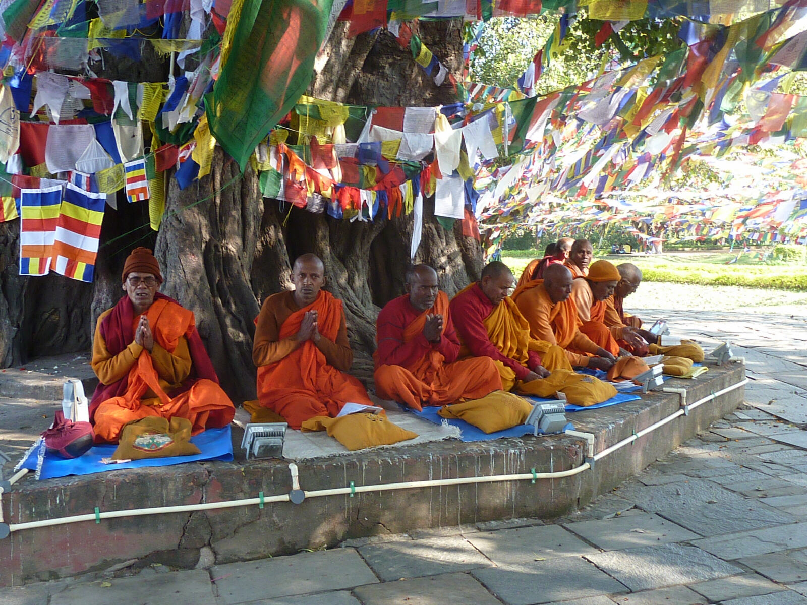 Monks chanting under a Bodhi tree at Lumbini, Nepal