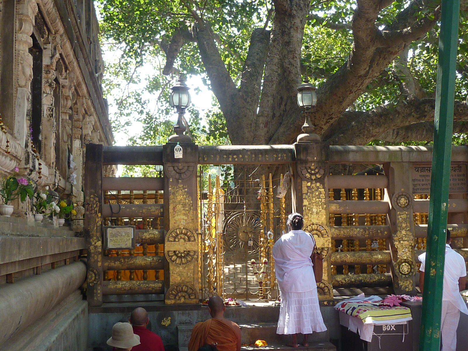 The sacred Bodhi tree in Mahabodi Temple, Bodhgaya