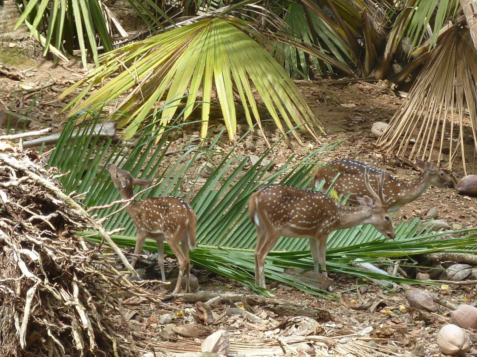 Deer on Ross Island, Andaman and Nicobar, India