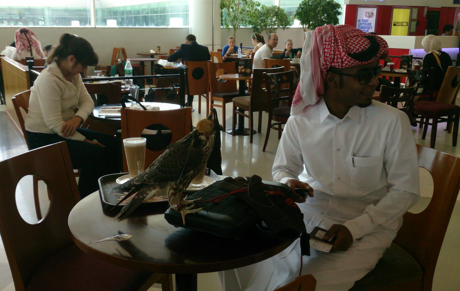 A hunting falcon flying from Doha airport