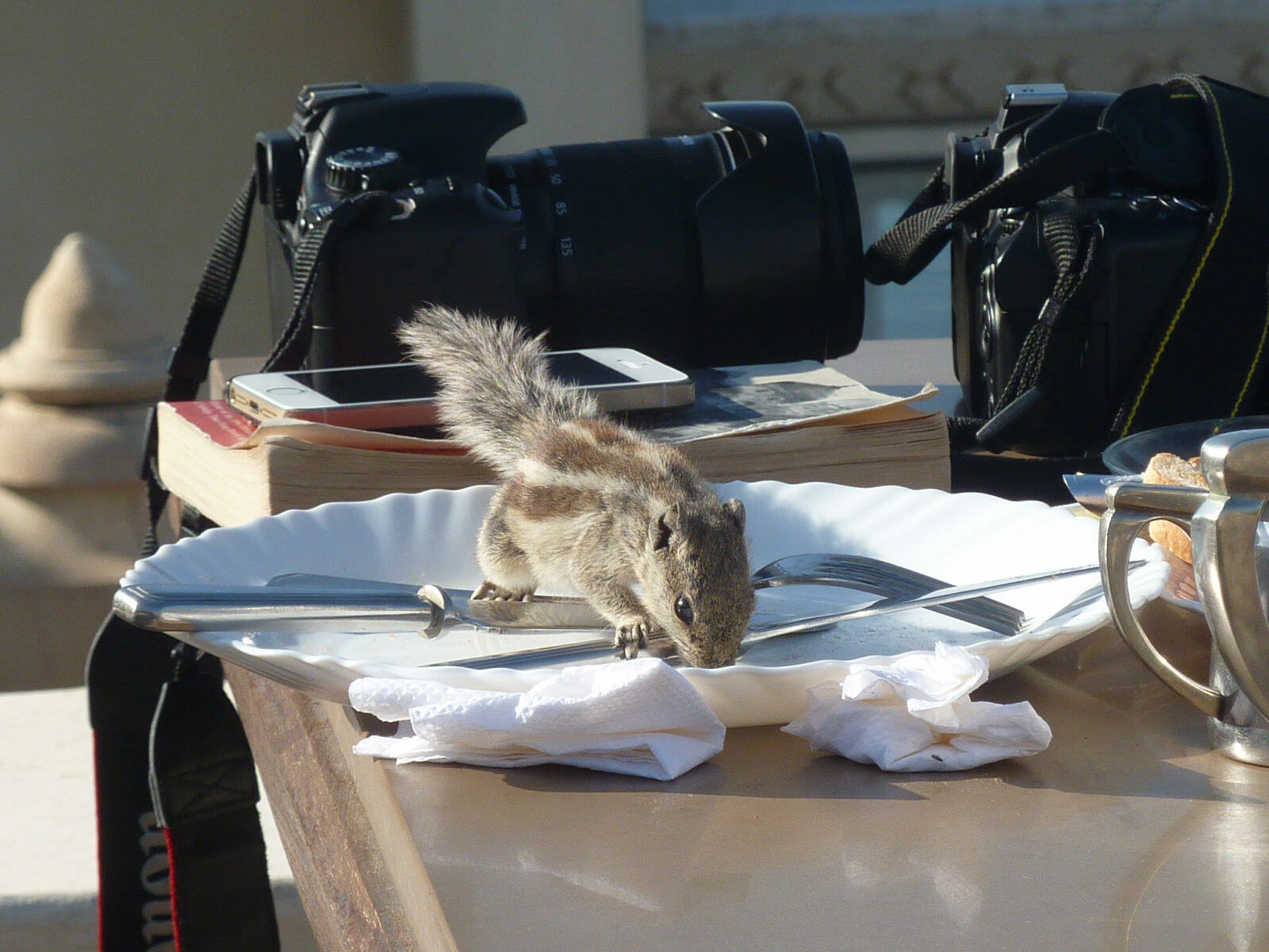 An unexpected breakfast guest at Kankarwa Haveli, Udaipur, Rajasthan