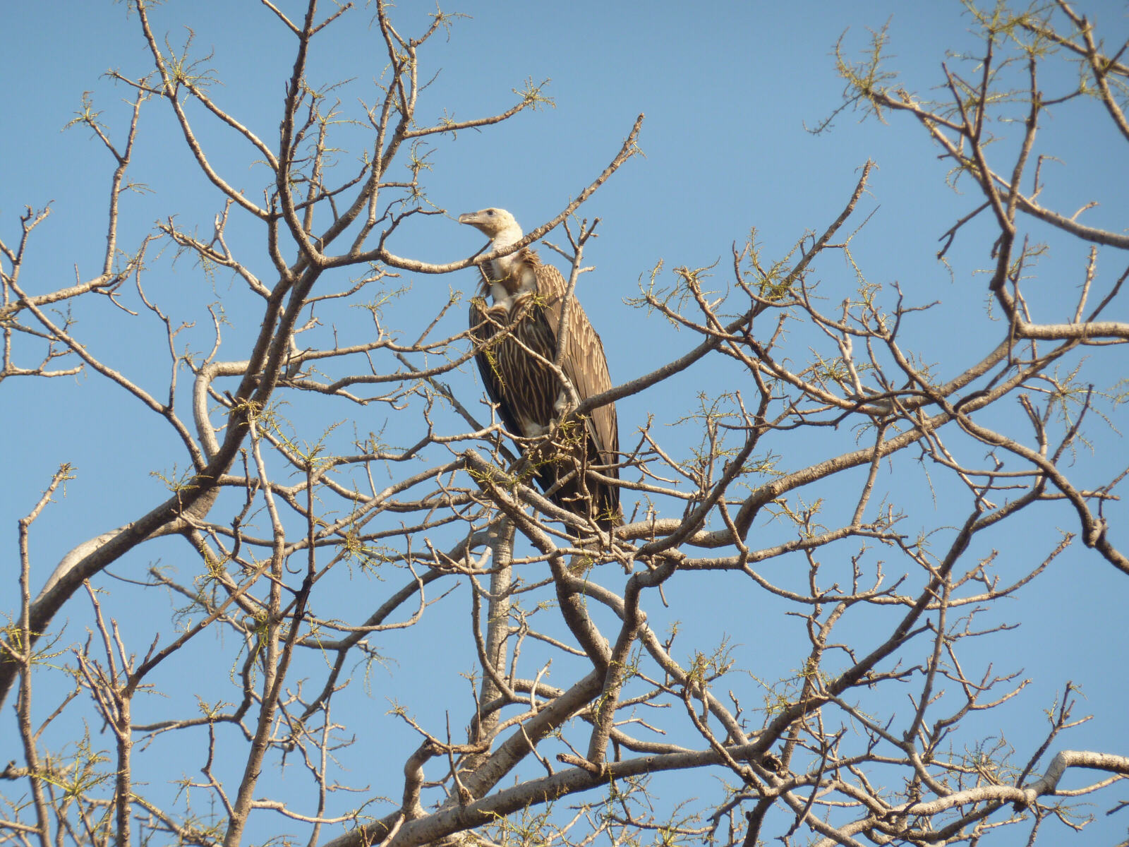 A vulture in Raneh park near Khajuraho, India