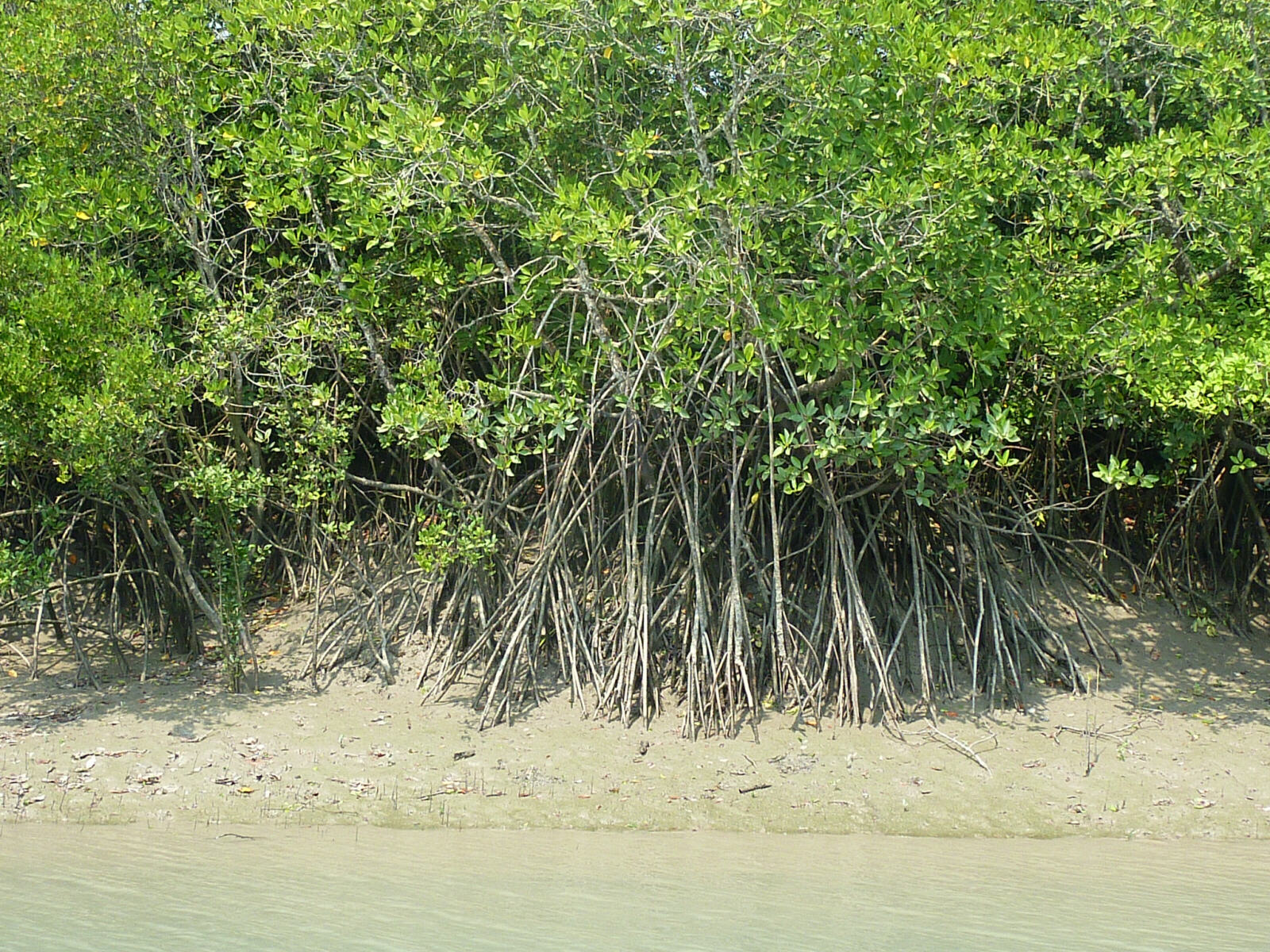 Mangrove forest in the Sundarbans, West Bengal