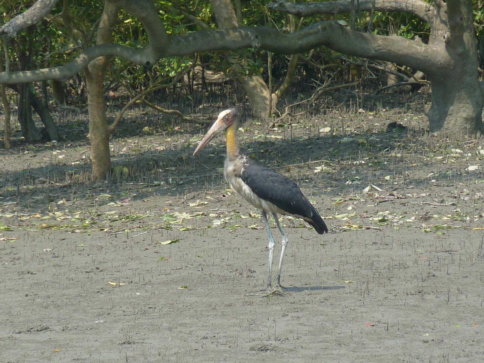 An Adjutant Stork in the Sundarbans, West Bengal