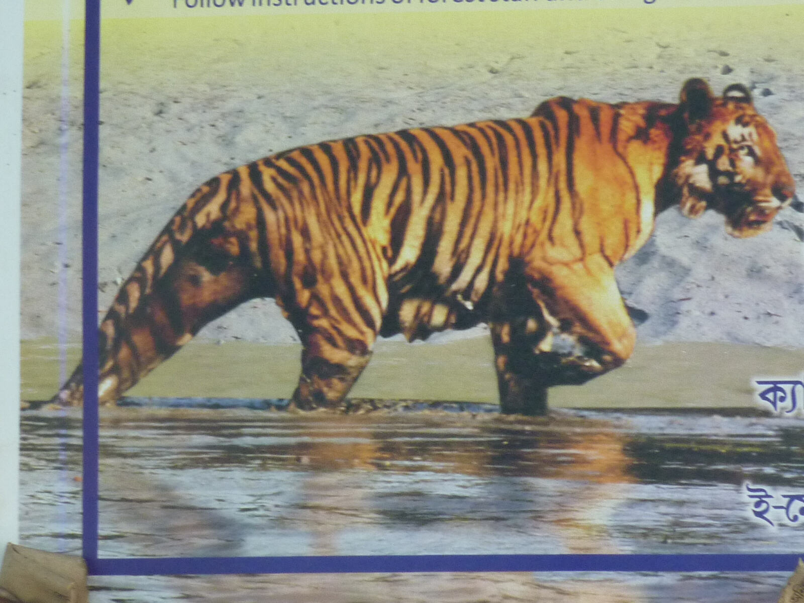 Tiger on a poster in the Sundarbans, West Bengal
