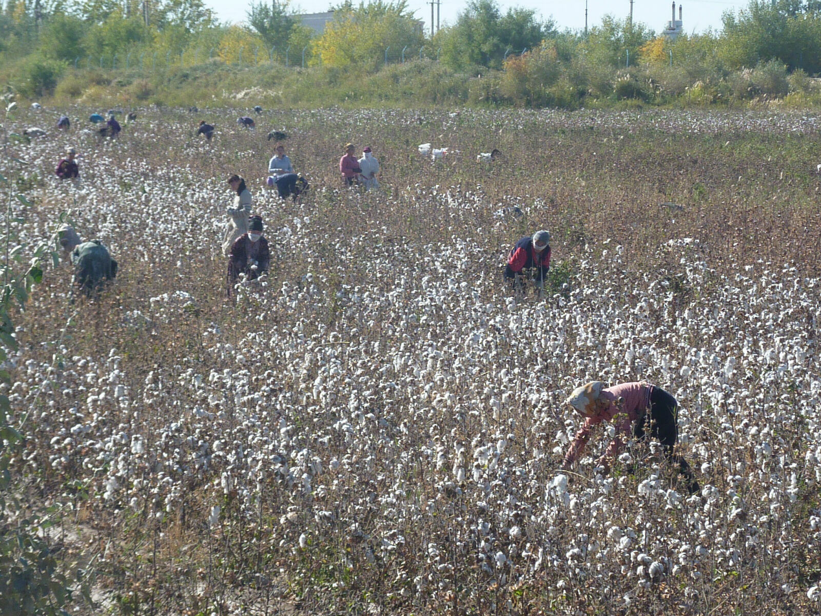 Cotton picking near the Aral sea in Uzbekistan