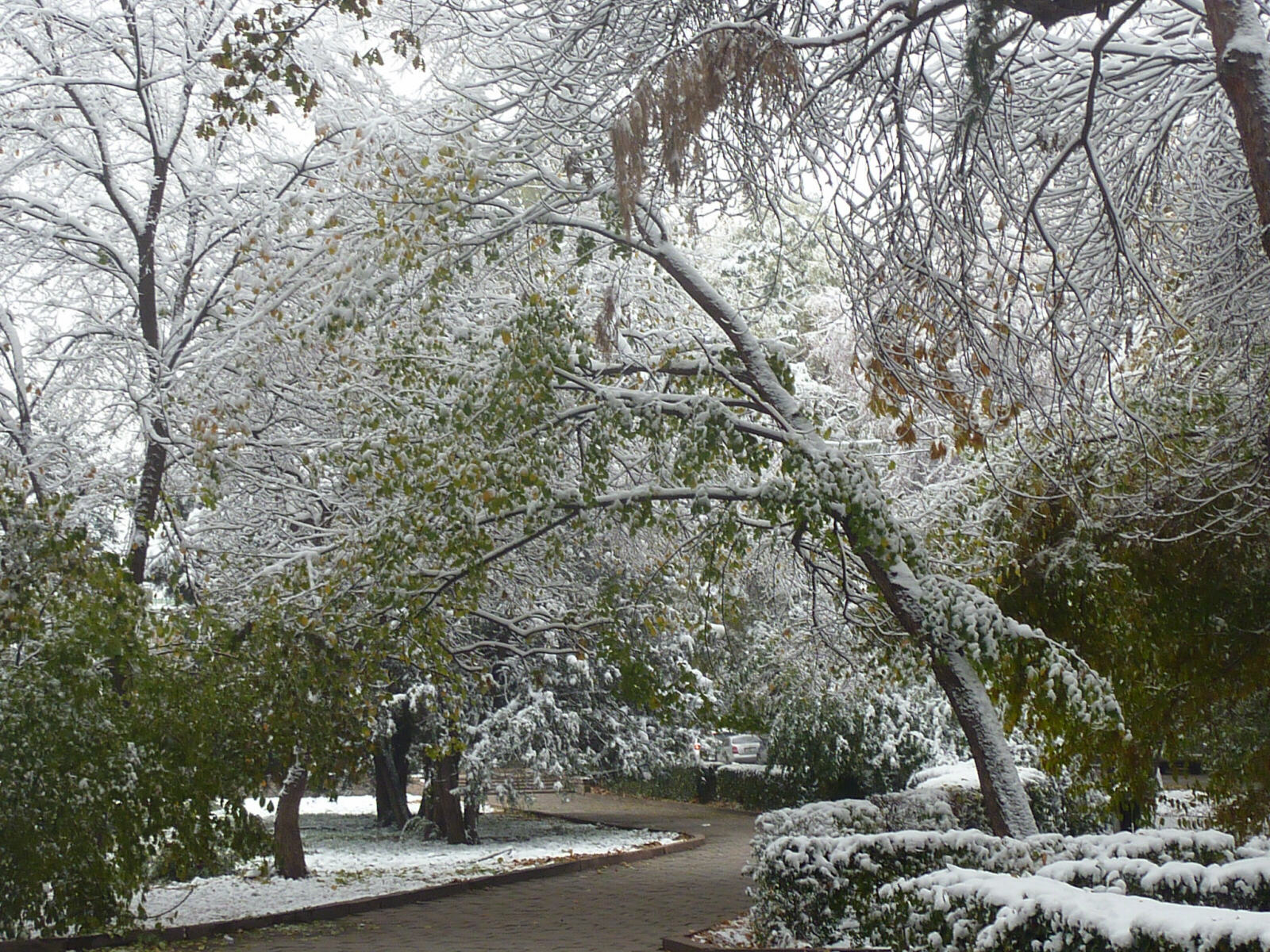 Winter wonderland in Erkindik Prospekt, Bishkek, Kyrgyzstan