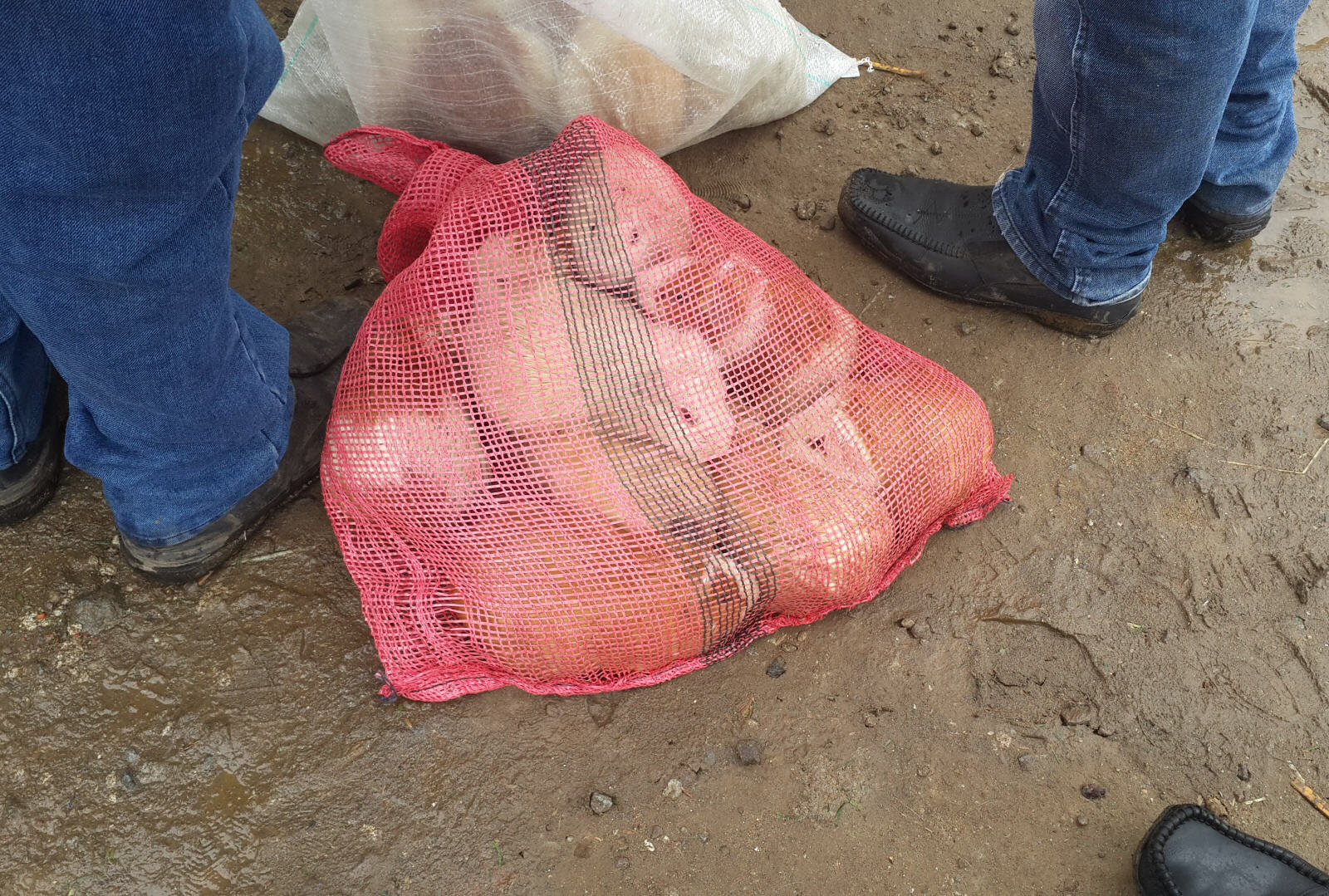 Guinea pigs in a bag in Otavalo animal market, Ecuador