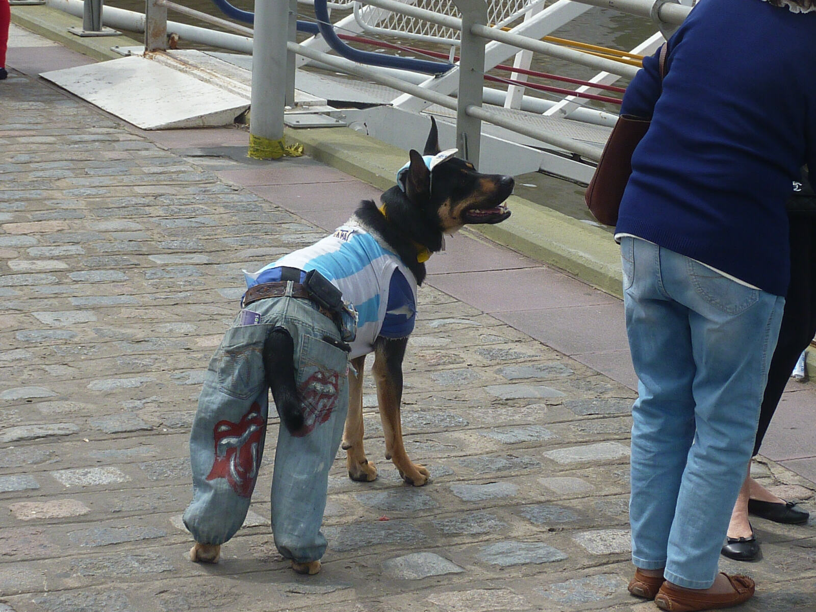 A dressed dog in La Boca, Buenos Aires, Argentina