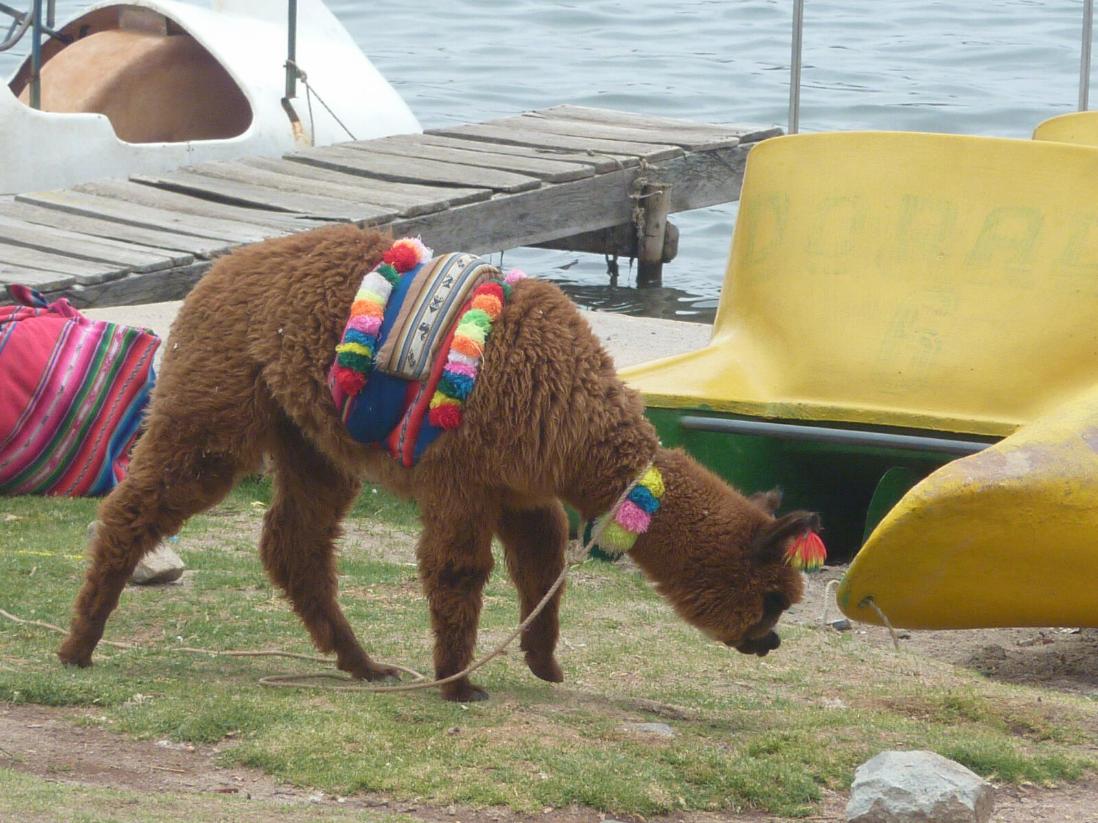 A llama in Copacabana, lake Titicaca, Bolivia