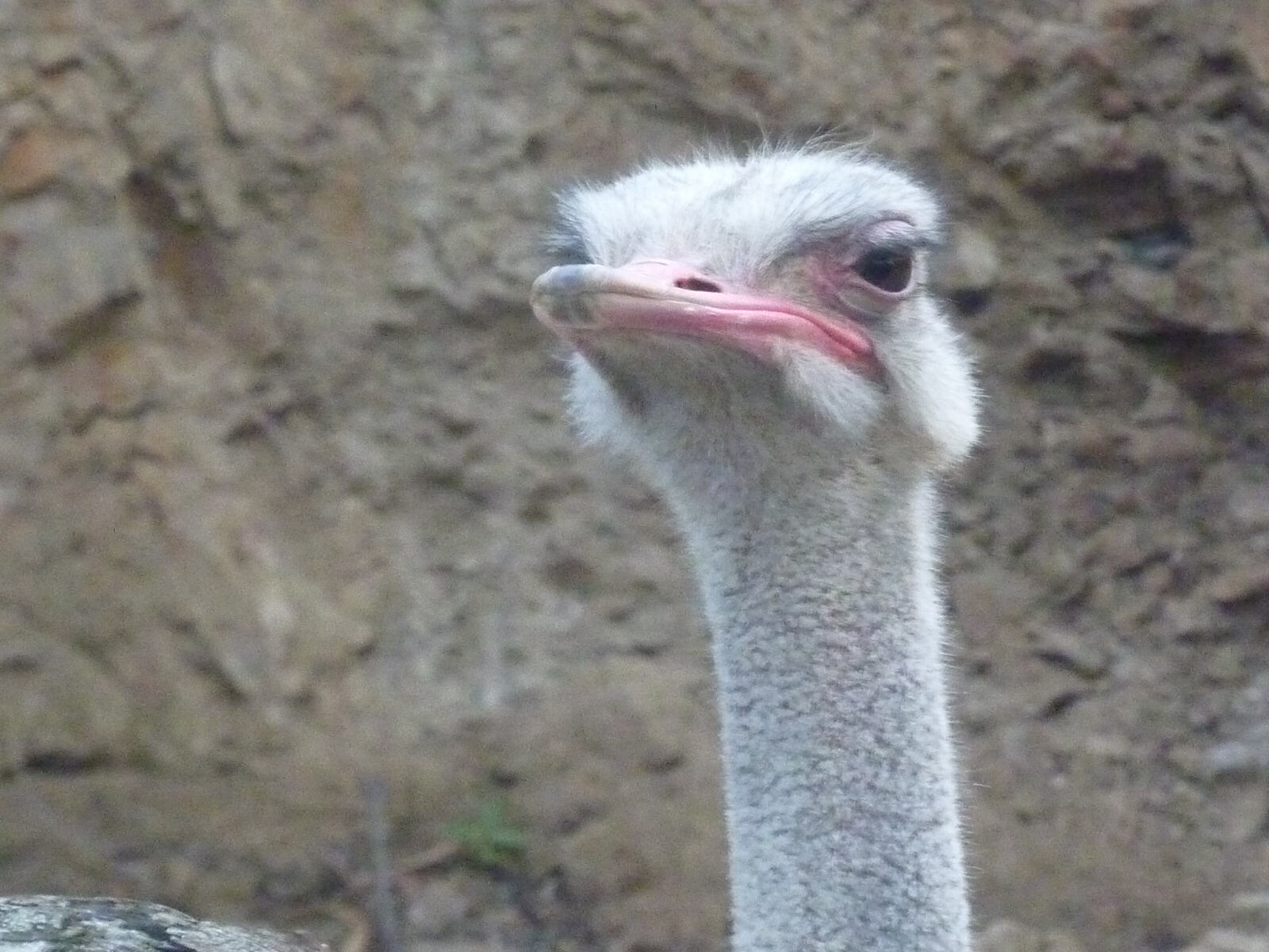 A grumpy ostrich in the zoo at Cuenca, Ecuador