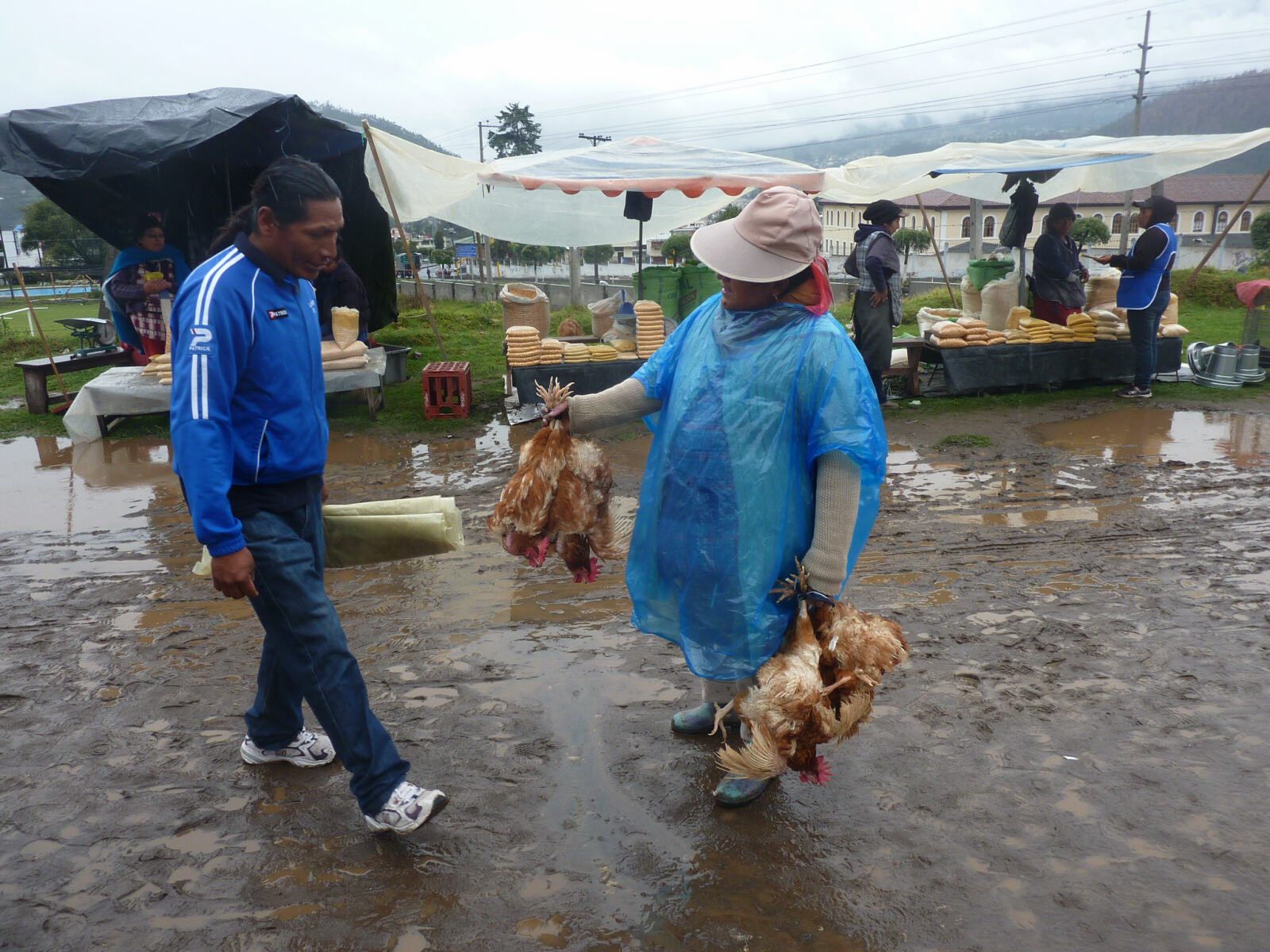 Chicken seller in Otavalo animal market, Ecuador