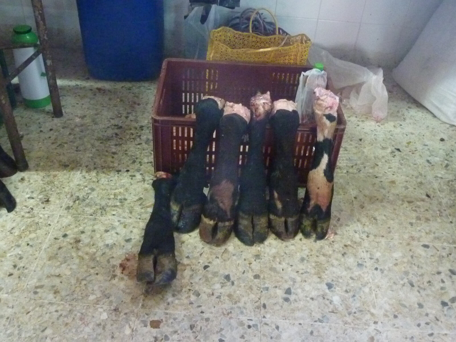 Cows' feet in Silvia meat market, Colombia