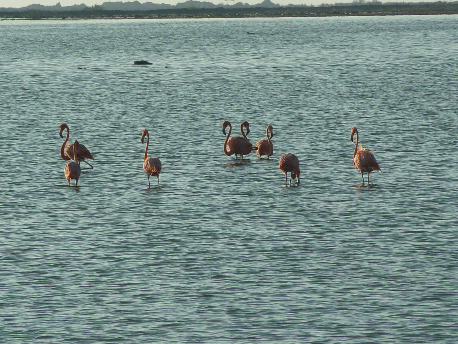 Flamingos in the flooded salt pans in Bonaire, Caribbean