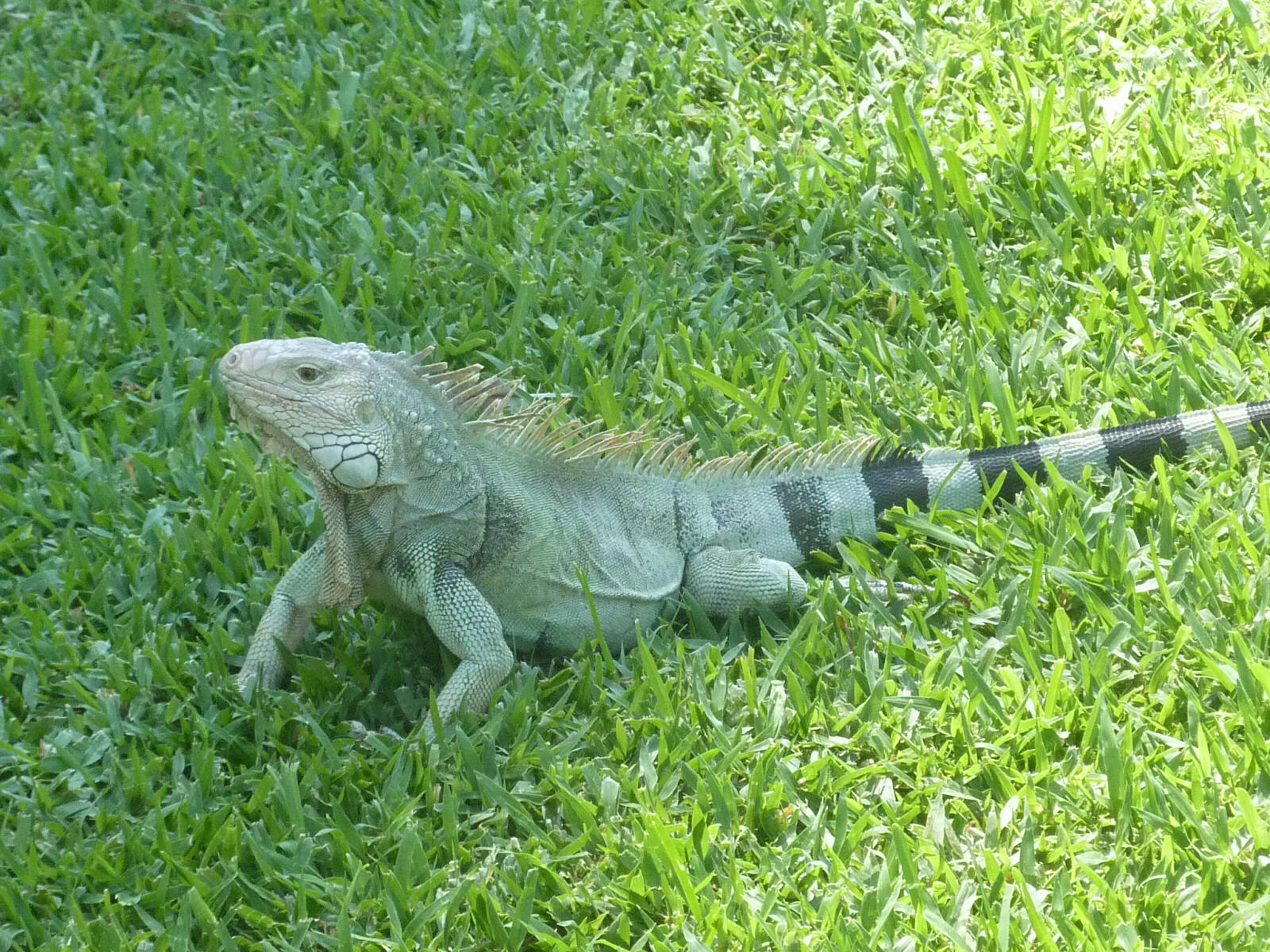 An iguana at the Renaissance hotel in Oranjestad, Aruba