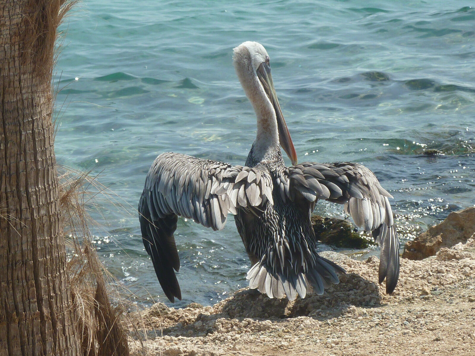 A pelican by the sea at Oranjestad, Aruba