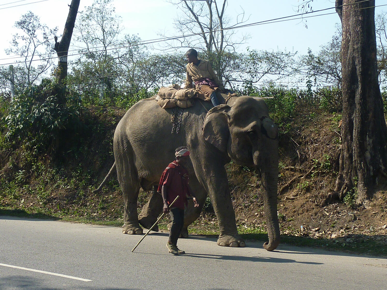 An elephant on the Ledo Road in Assam, India