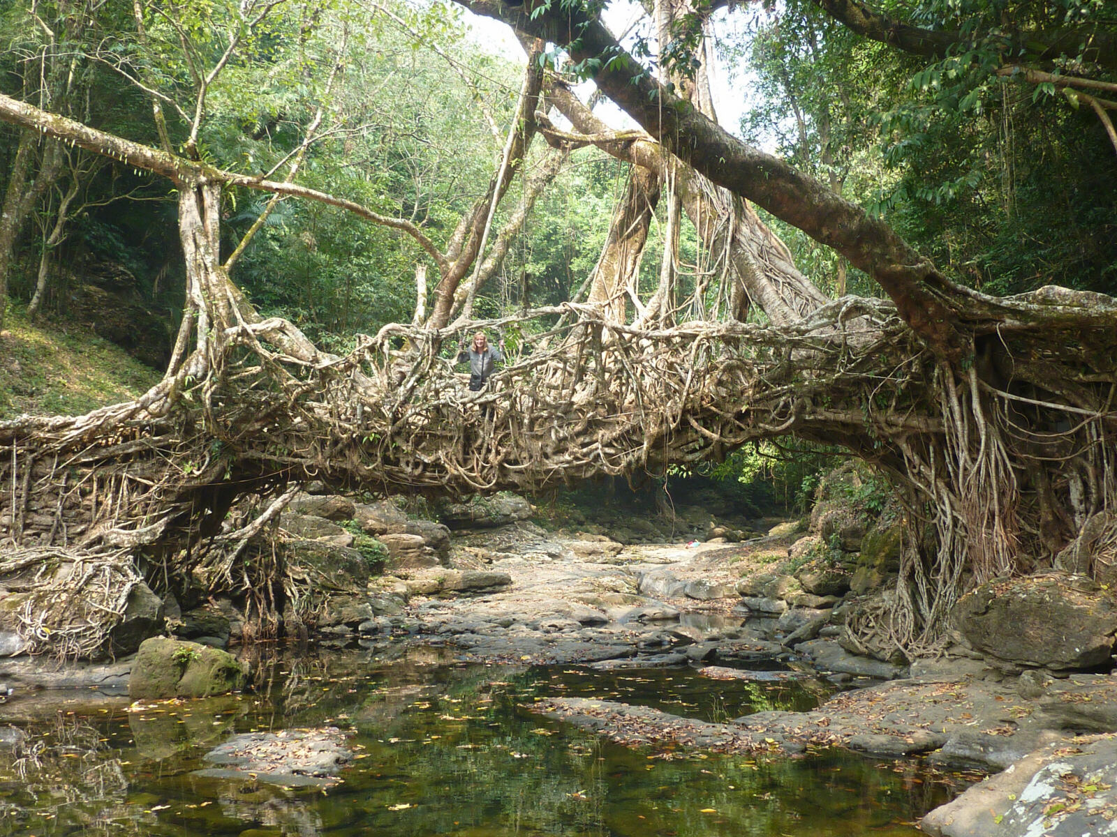 The 'living bridge' in Rivai, Meghalaya state, India