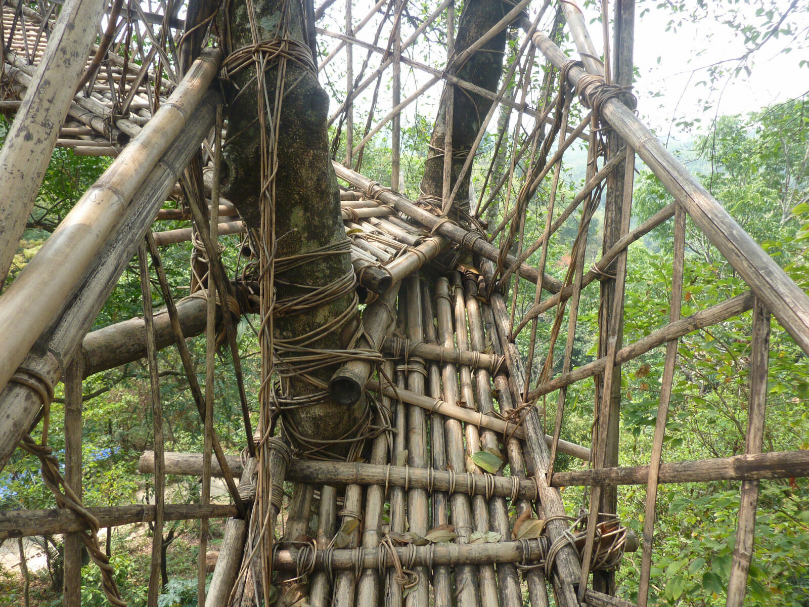 Rickety treetop bamboo viewpoint, Rivai, Meghalaya, India