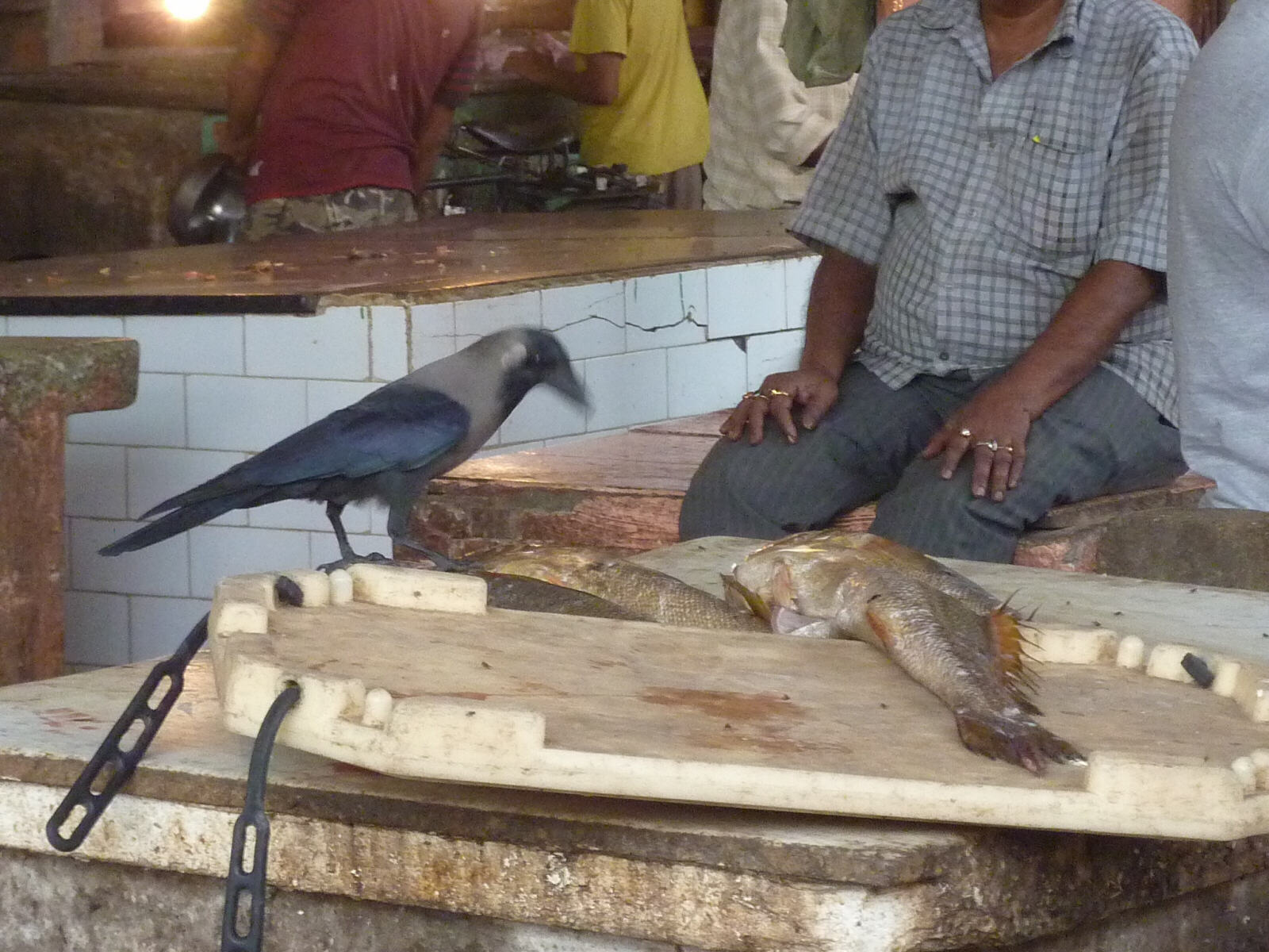 A crow in the fish market in Calcutta