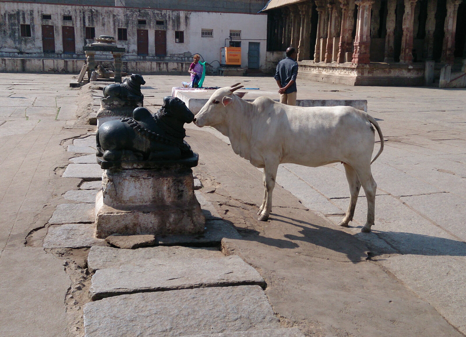 Cows in Virupaksha temple, Hampi, India