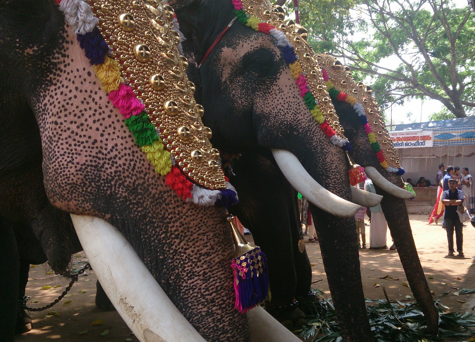 Elephants in the festival at Chennamangalam, Kerala