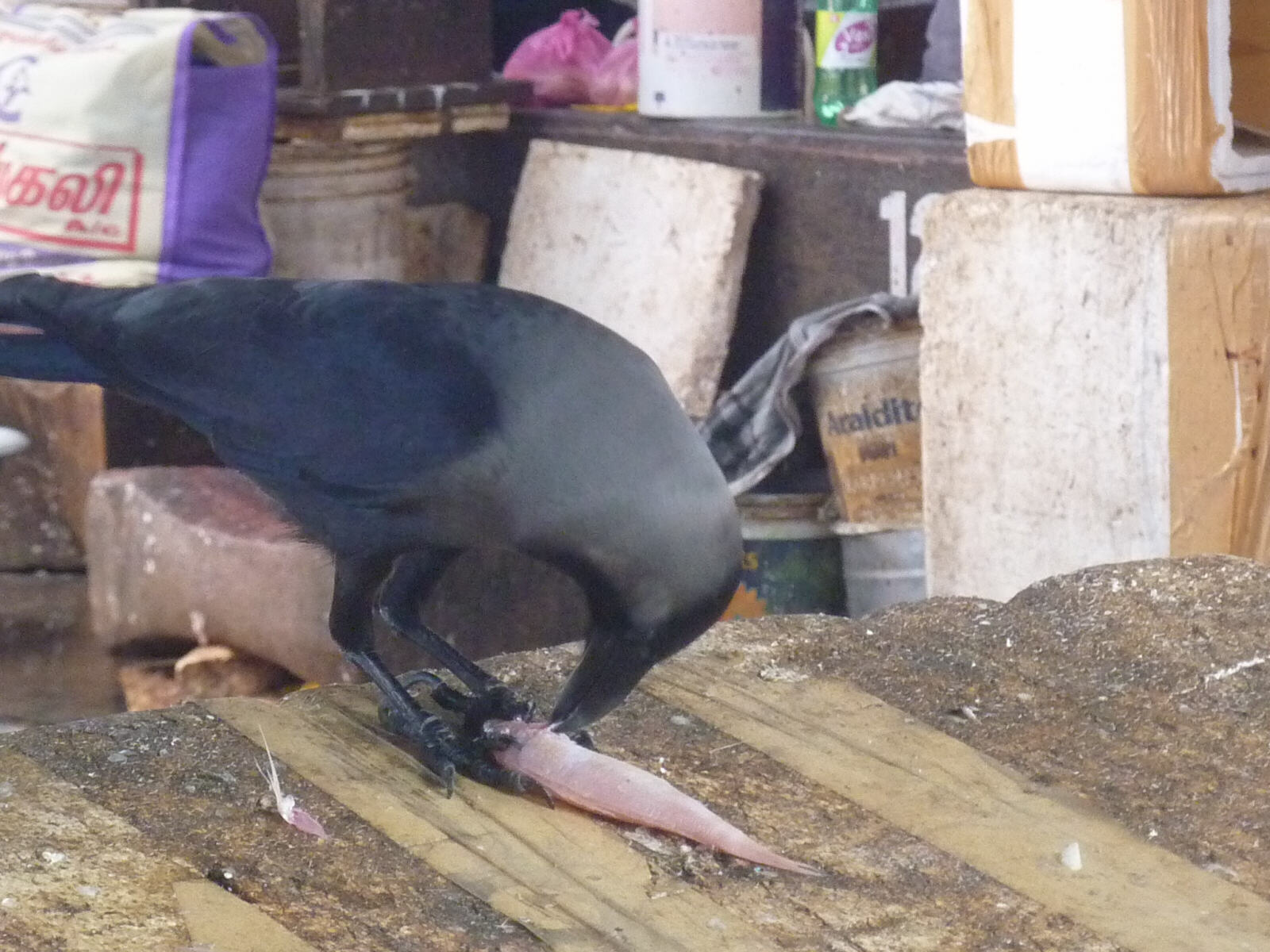 A crow stealing fish in Pondicherry fish market
