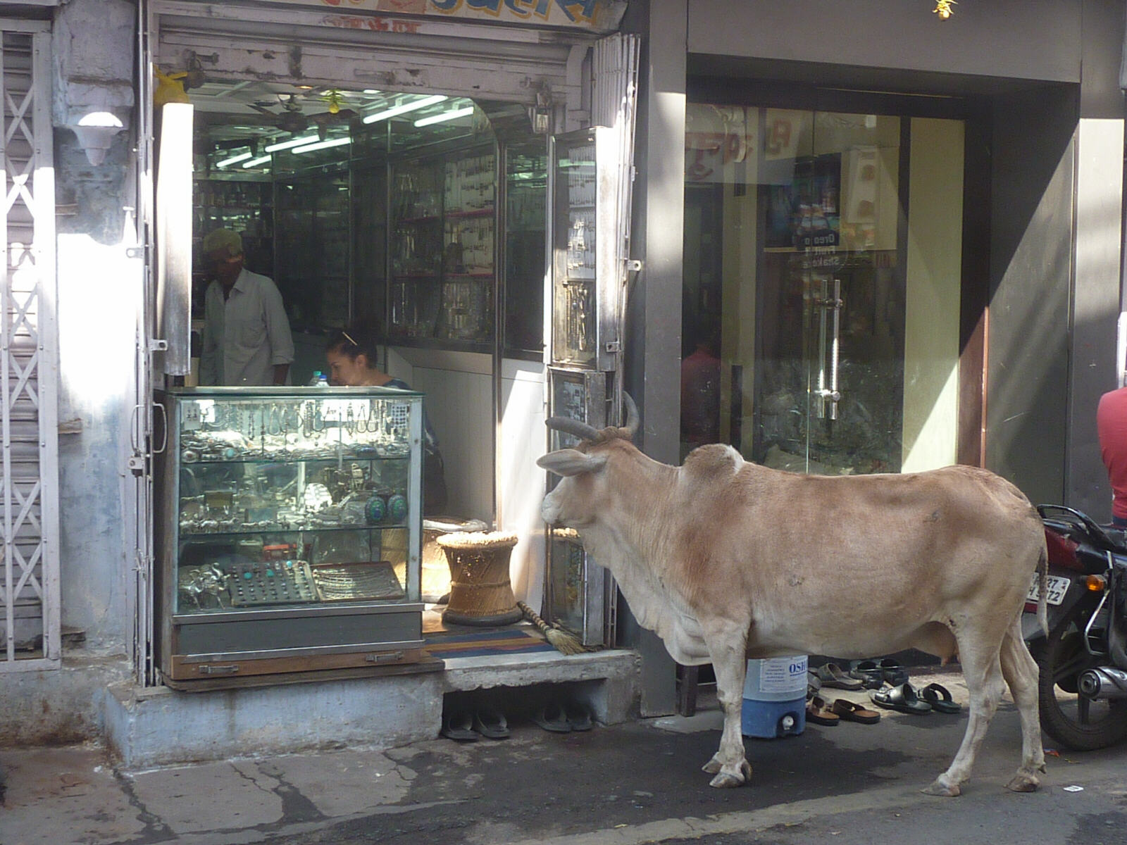 A cow browsing a jeweller's shop window, Udaipur