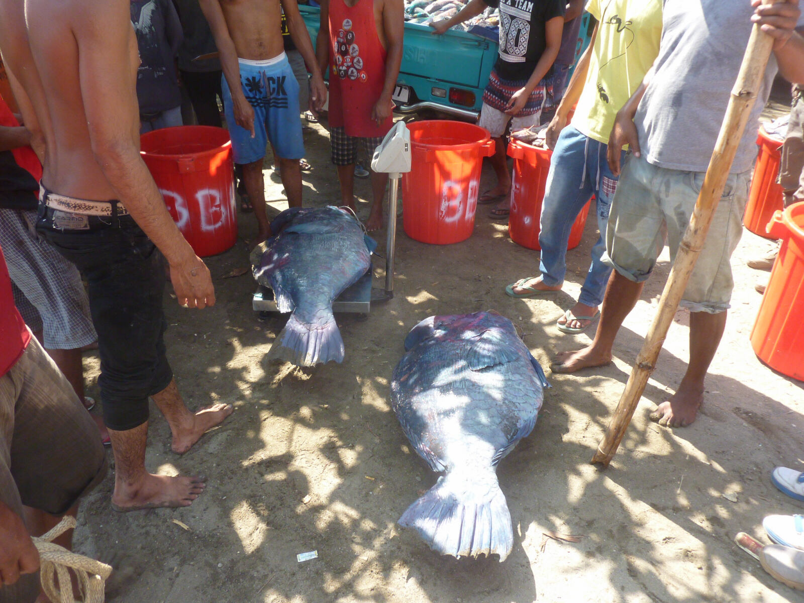 Fish for sale on the beach at Dili, Timor-Leste (East Timor)