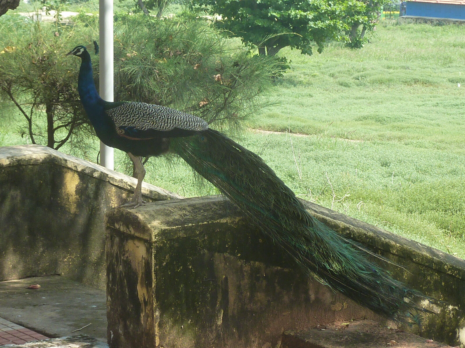 A peacock at the Hotel Tamil Nadu in Kanyakumari