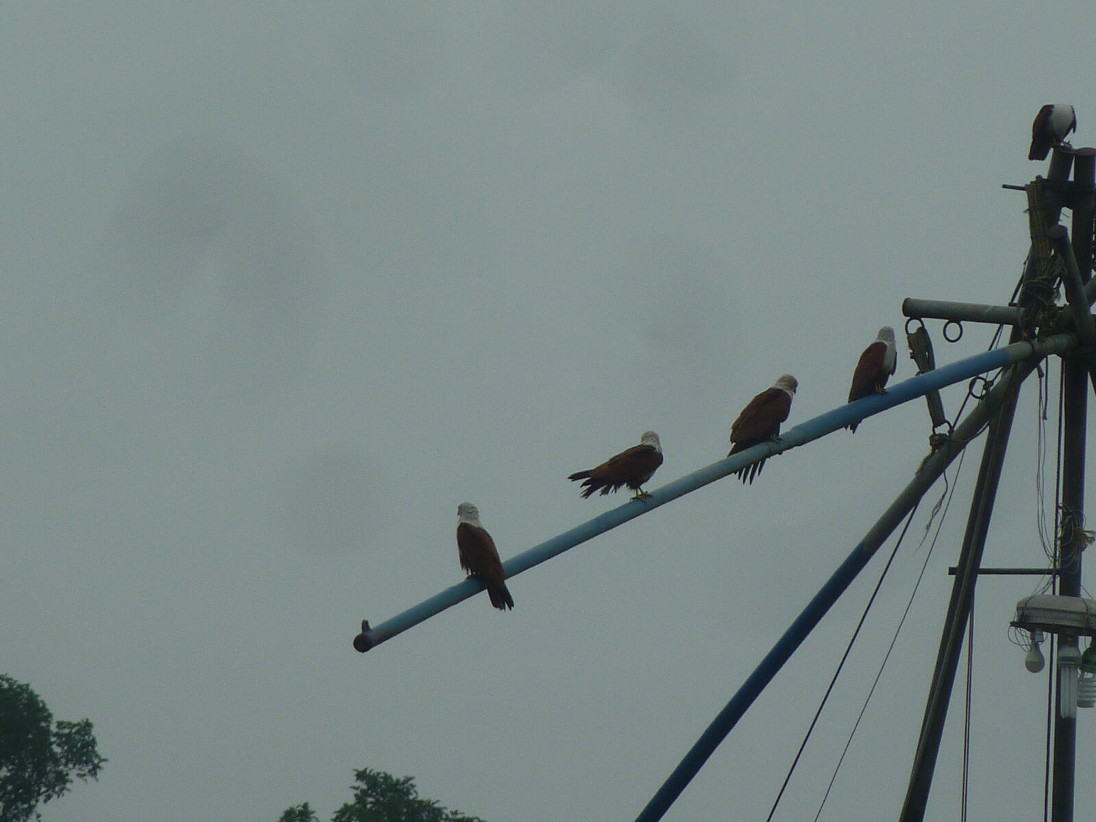 Eagles on the backwaters in Kerala, India
