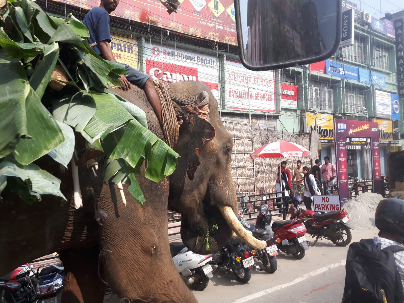 An elephant on the road to Tezpur