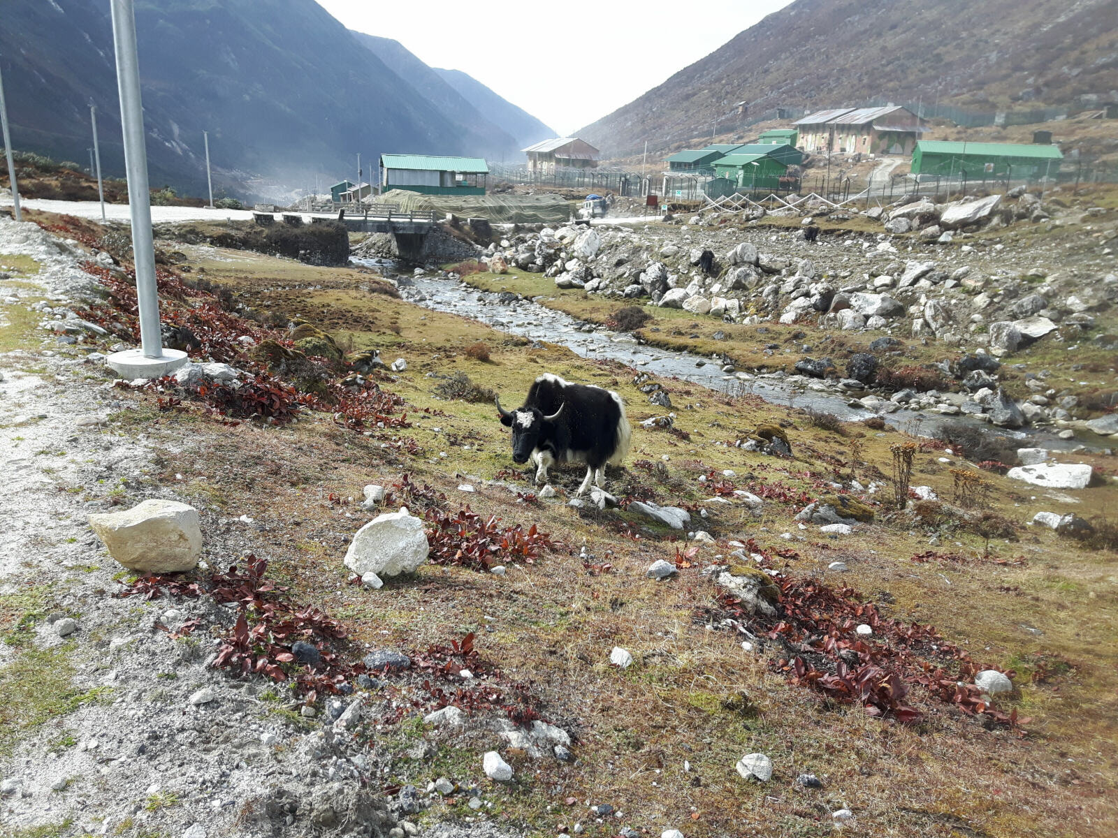 A yak in the mountains on the road to Tawang, Arunachal Pradesh