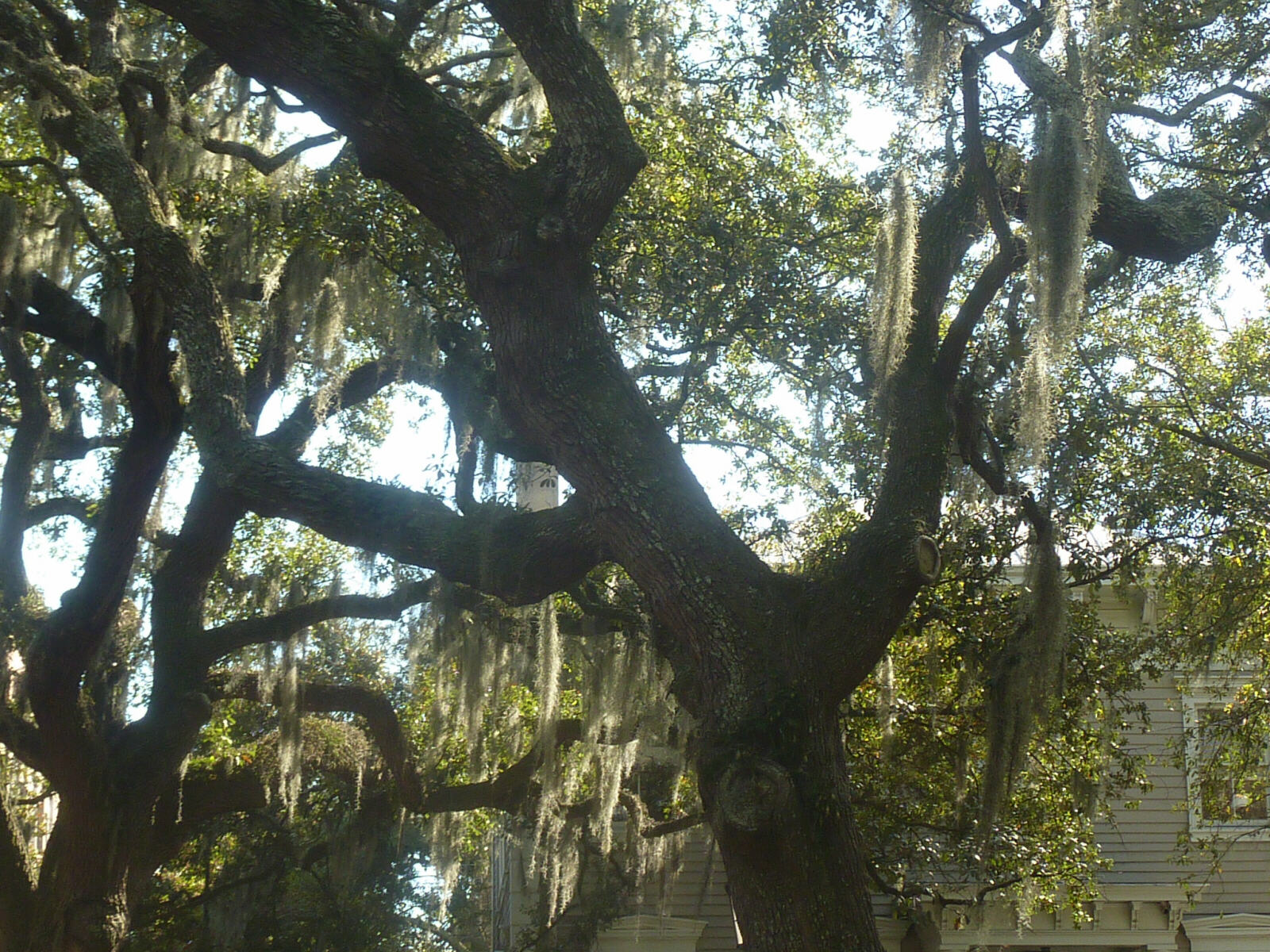 Trees with Spanish moss in Savannah, Georgia