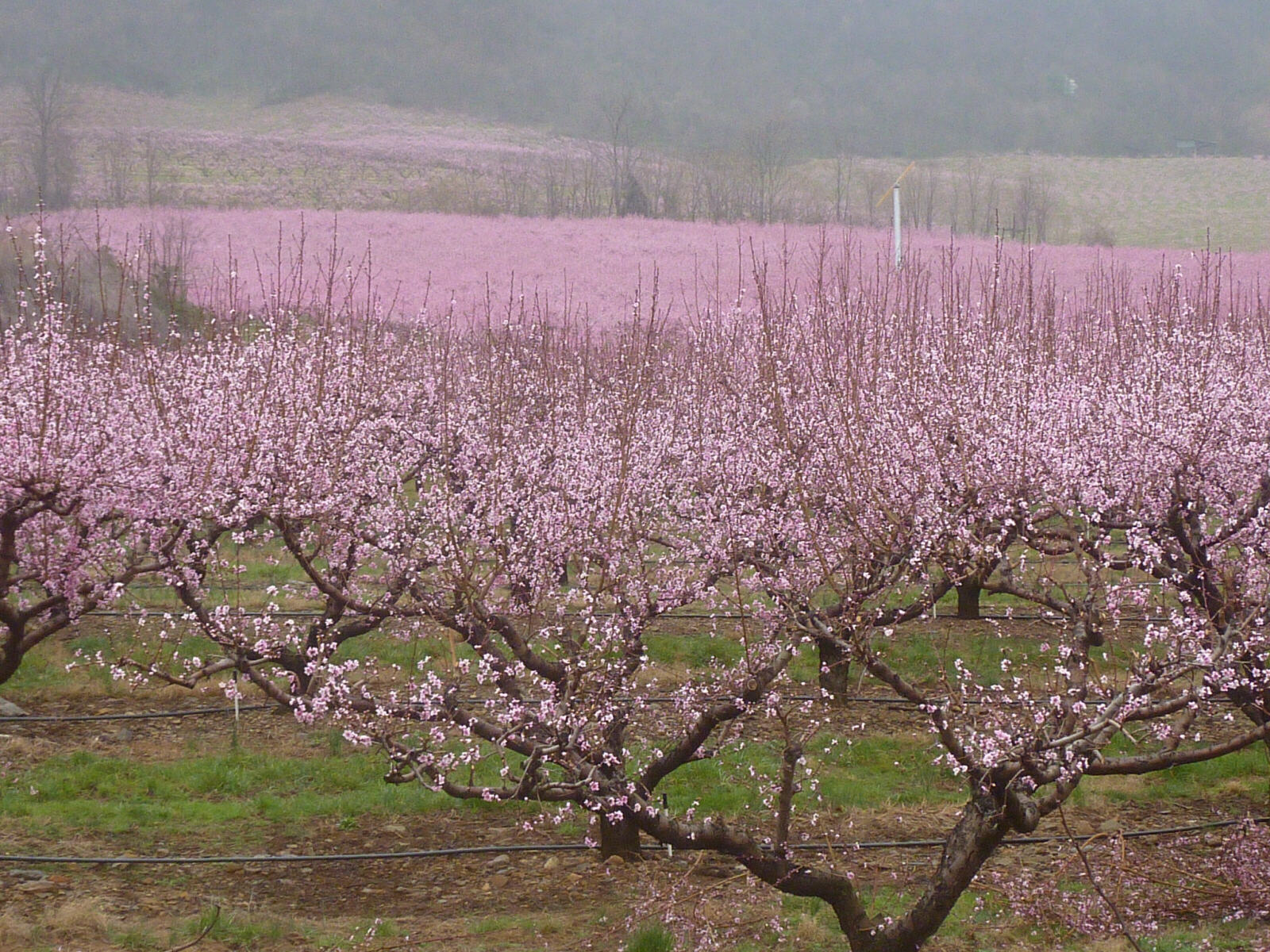 Peach blossom near Skyline Drive, Virginia