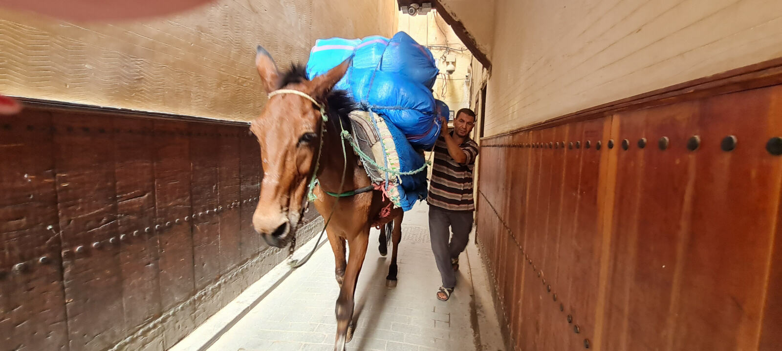 Traffic jam - a donkey in the souk in the Fez medina