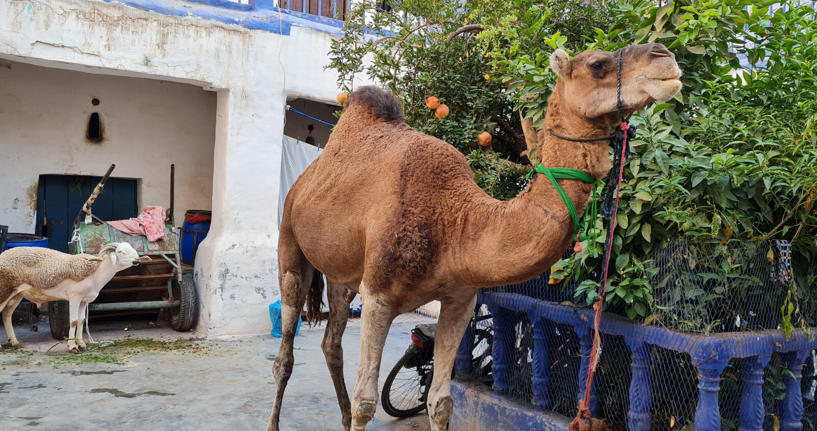 A camel and a sheep in a courtyard in Marrakech